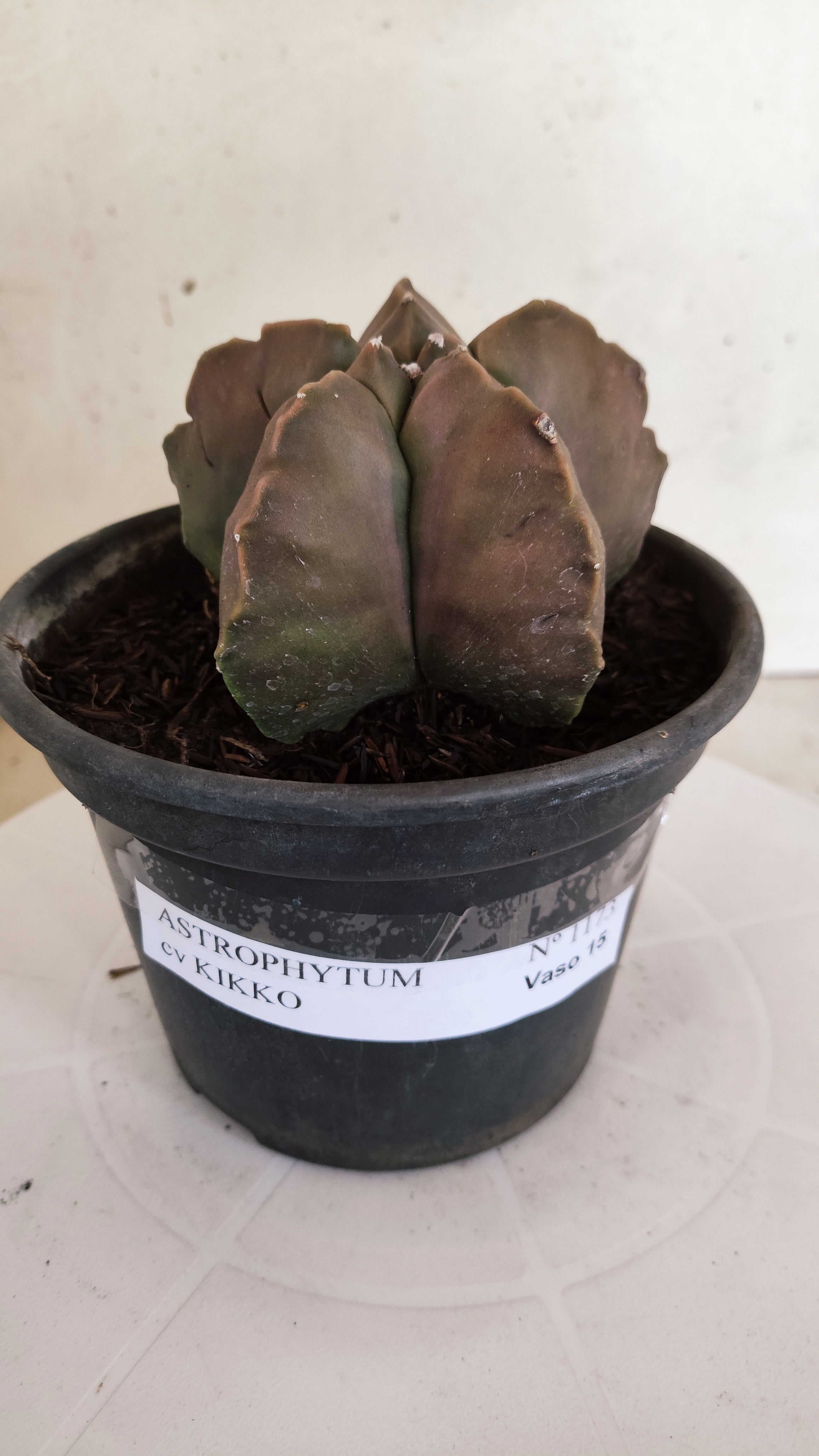 MATRIZ ASTROPHYTUM cv KIKKO  Nº 1173 – vaso 15
