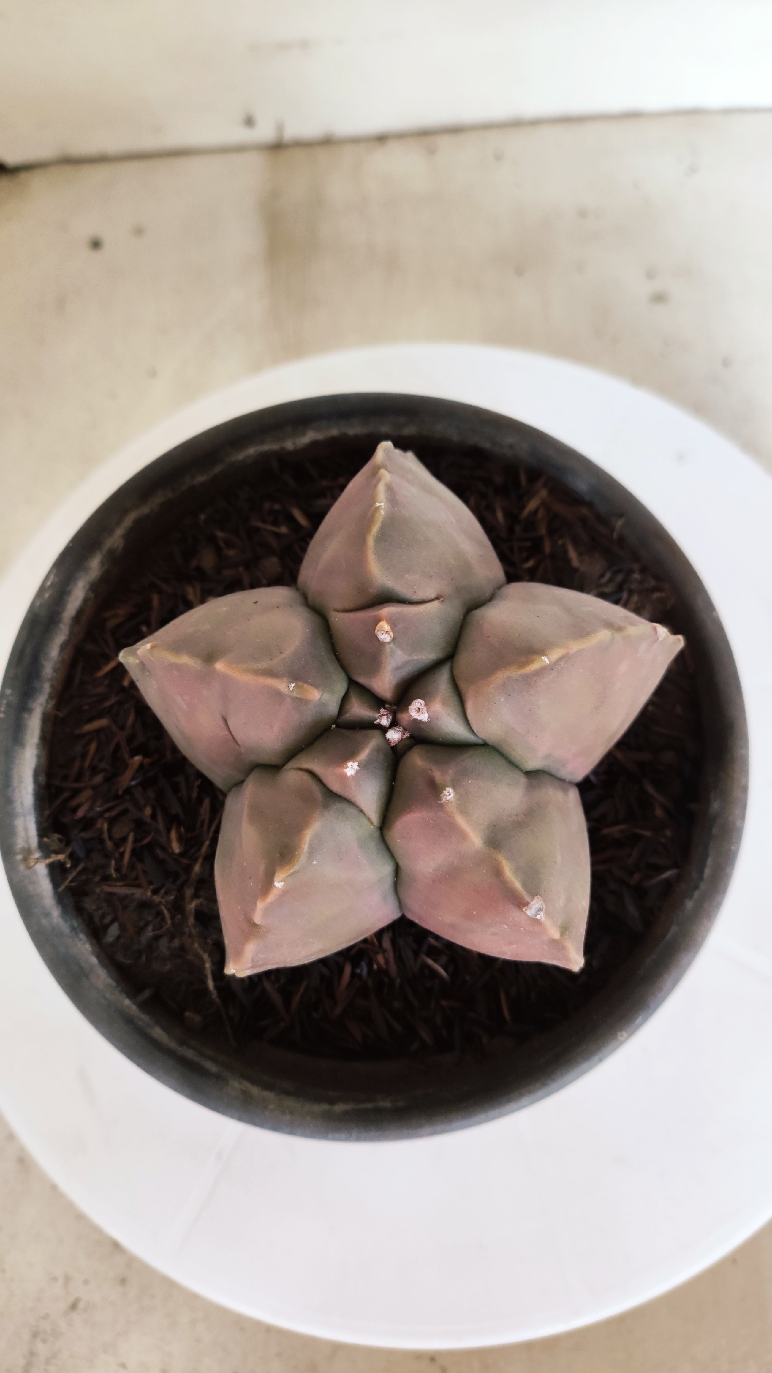 MATRIZ ASTROPHYTUM cv KIKKO  Nº 1173 – vaso 15