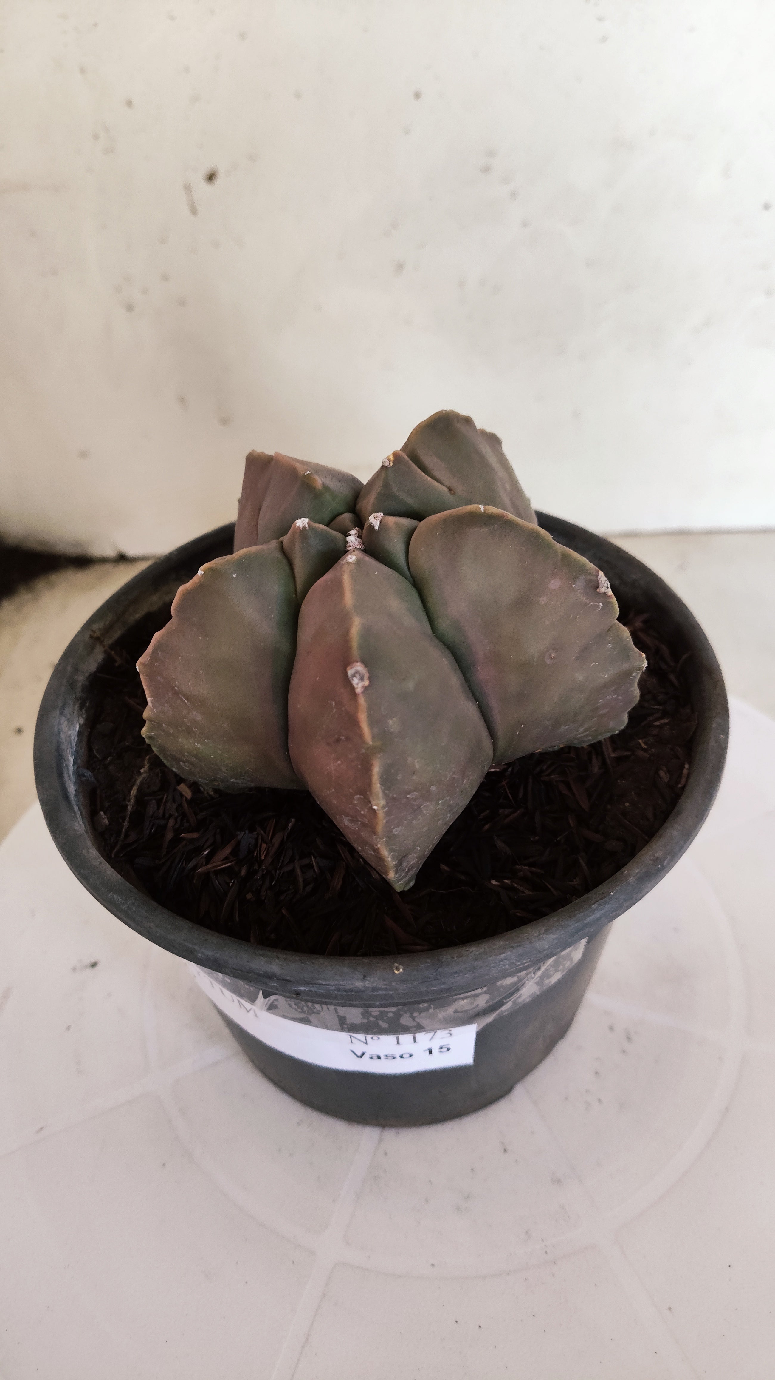 MATRIZ ASTROPHYTUM cv KIKKO  Nº 1173 – vaso 15