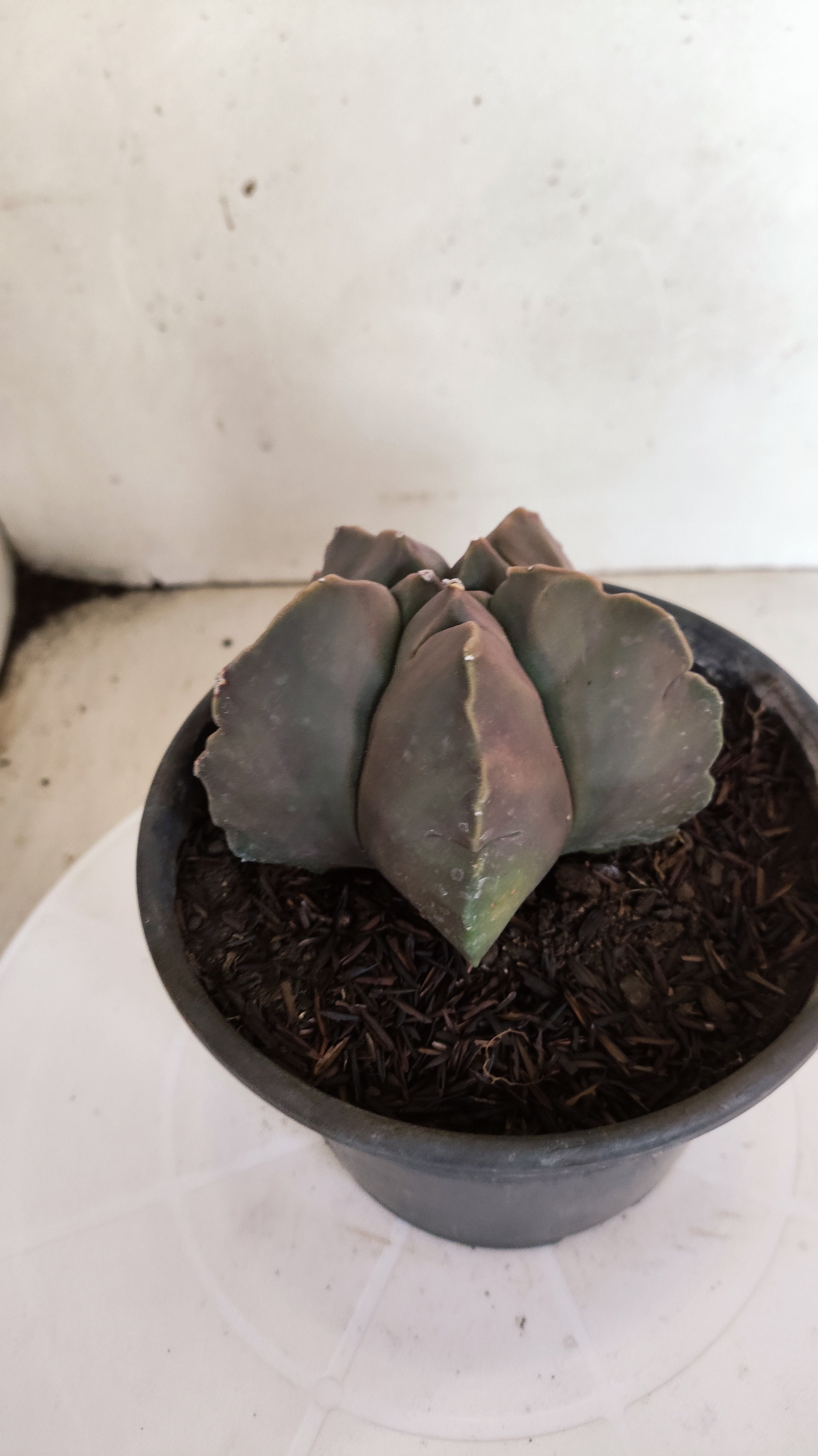 MATRIZ ASTROPHYTUM cv KIKKO  Nº 1173 – vaso 15