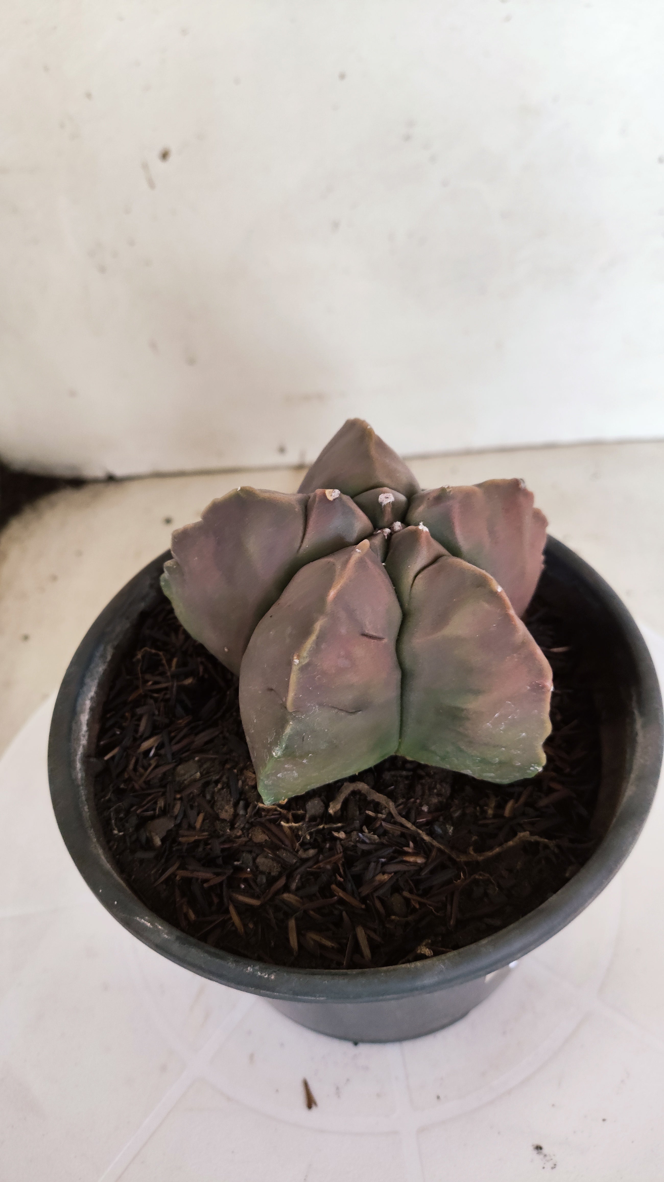 MATRIZ ASTROPHYTUM cv KIKKO  Nº 1173 – vaso 15