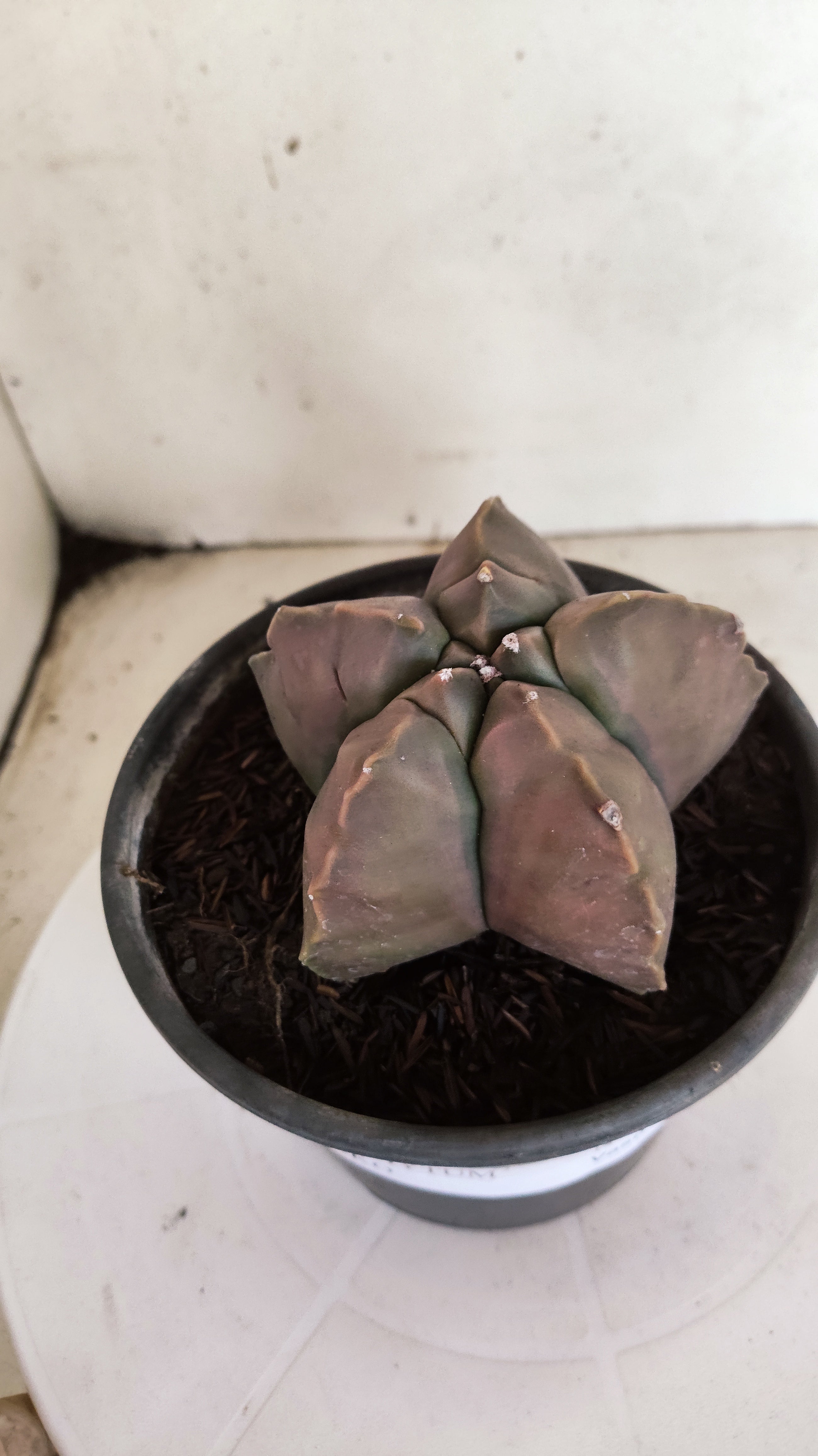 MATRIZ ASTROPHYTUM cv KIKKO  Nº 1173 – vaso 15