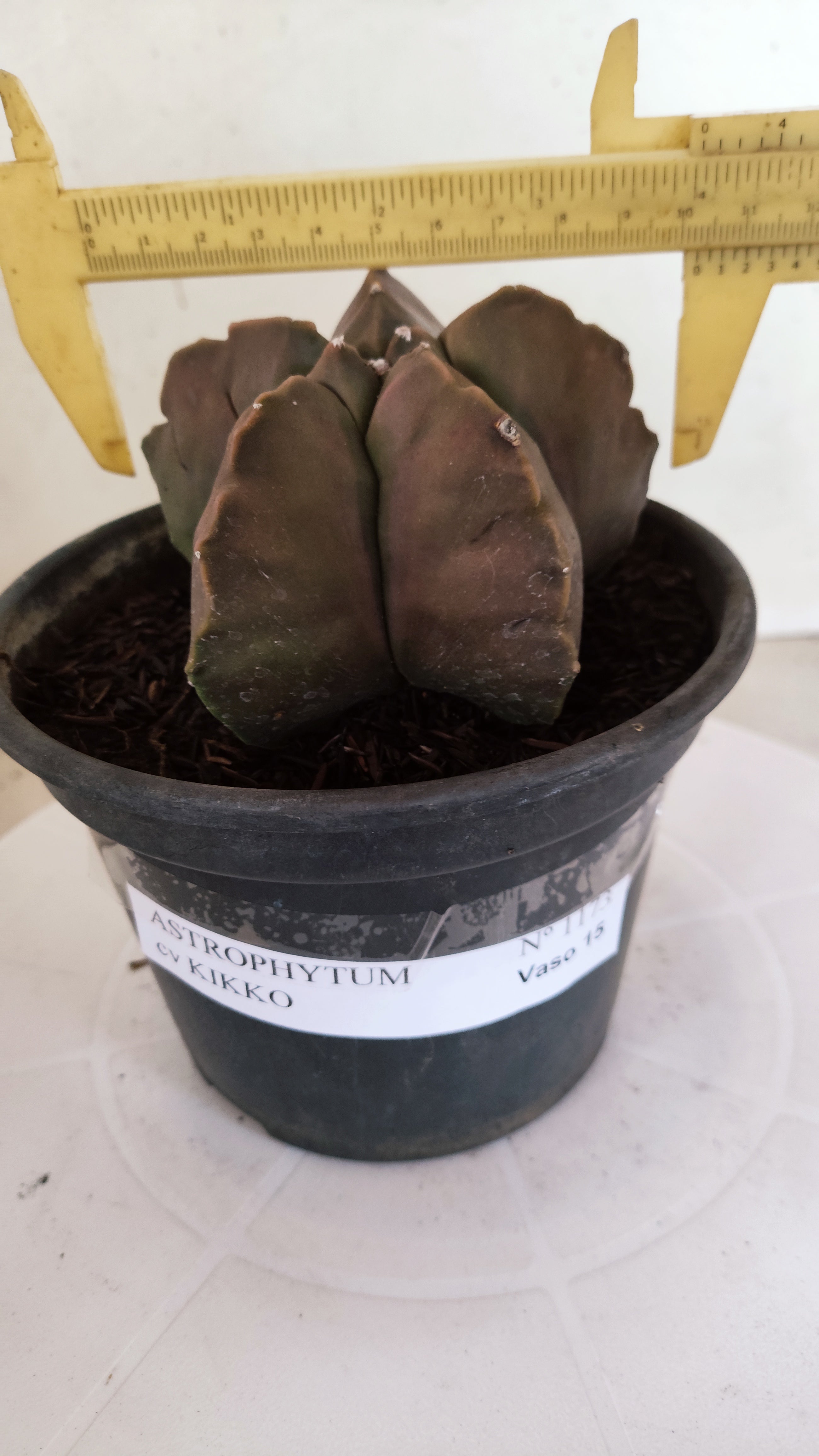 MATRIZ ASTROPHYTUM cv KIKKO  Nº 1173 – vaso 15