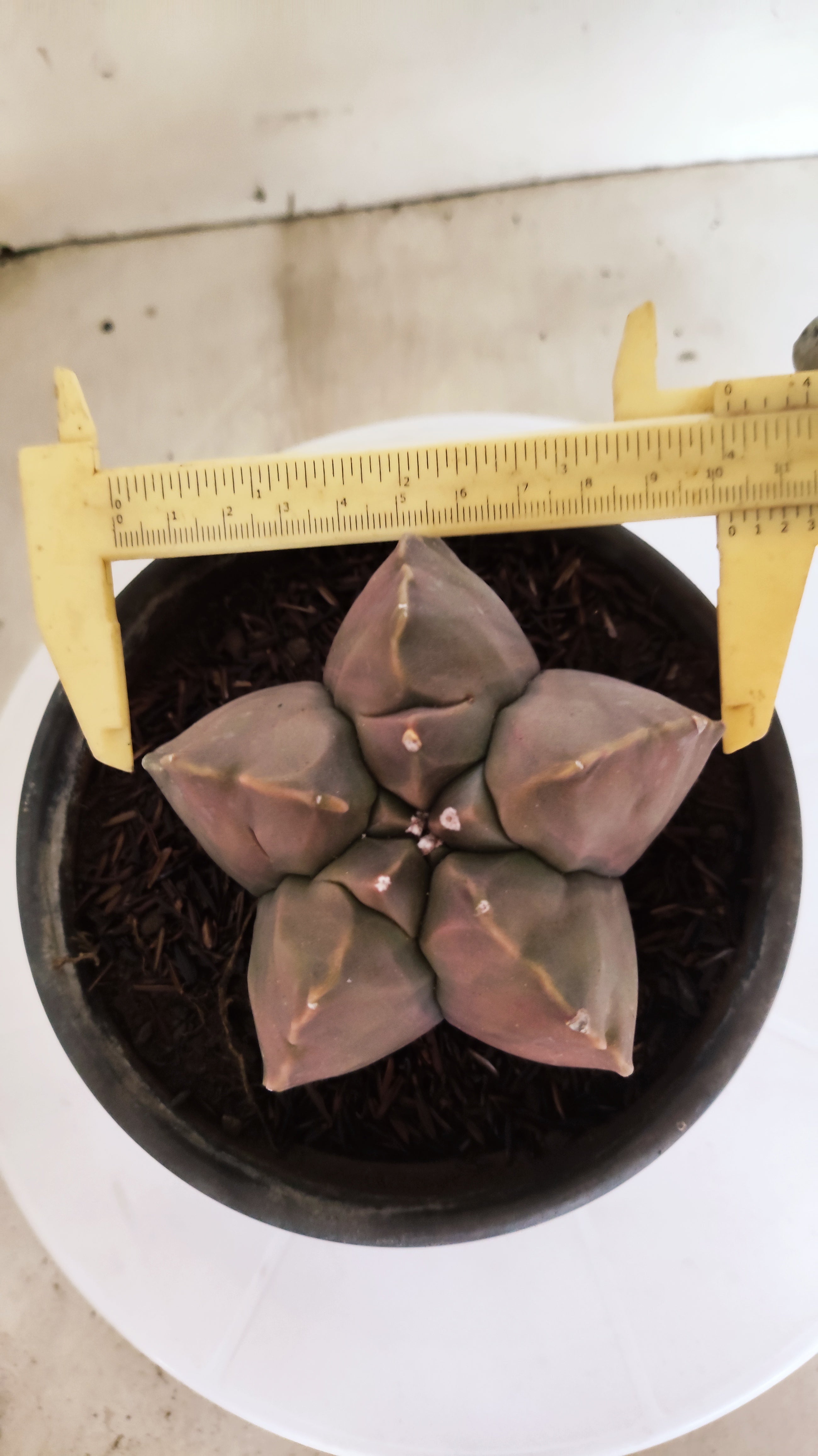 MATRIZ ASTROPHYTUM cv KIKKO  Nº 1173 – vaso 15