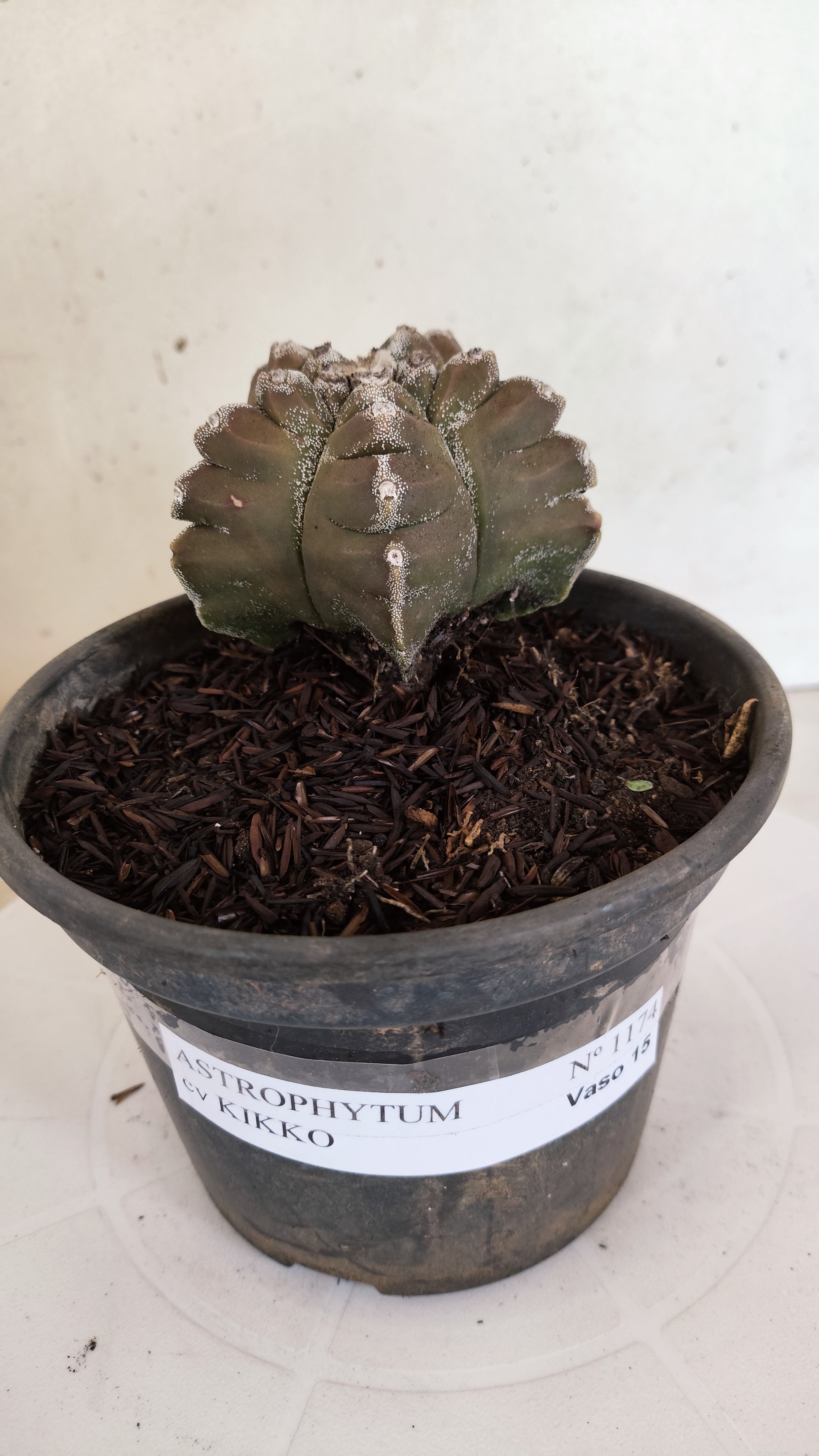 MATRIZ ASTROPHYTUM cv KIKKO  Nº 1174 – vaso 15