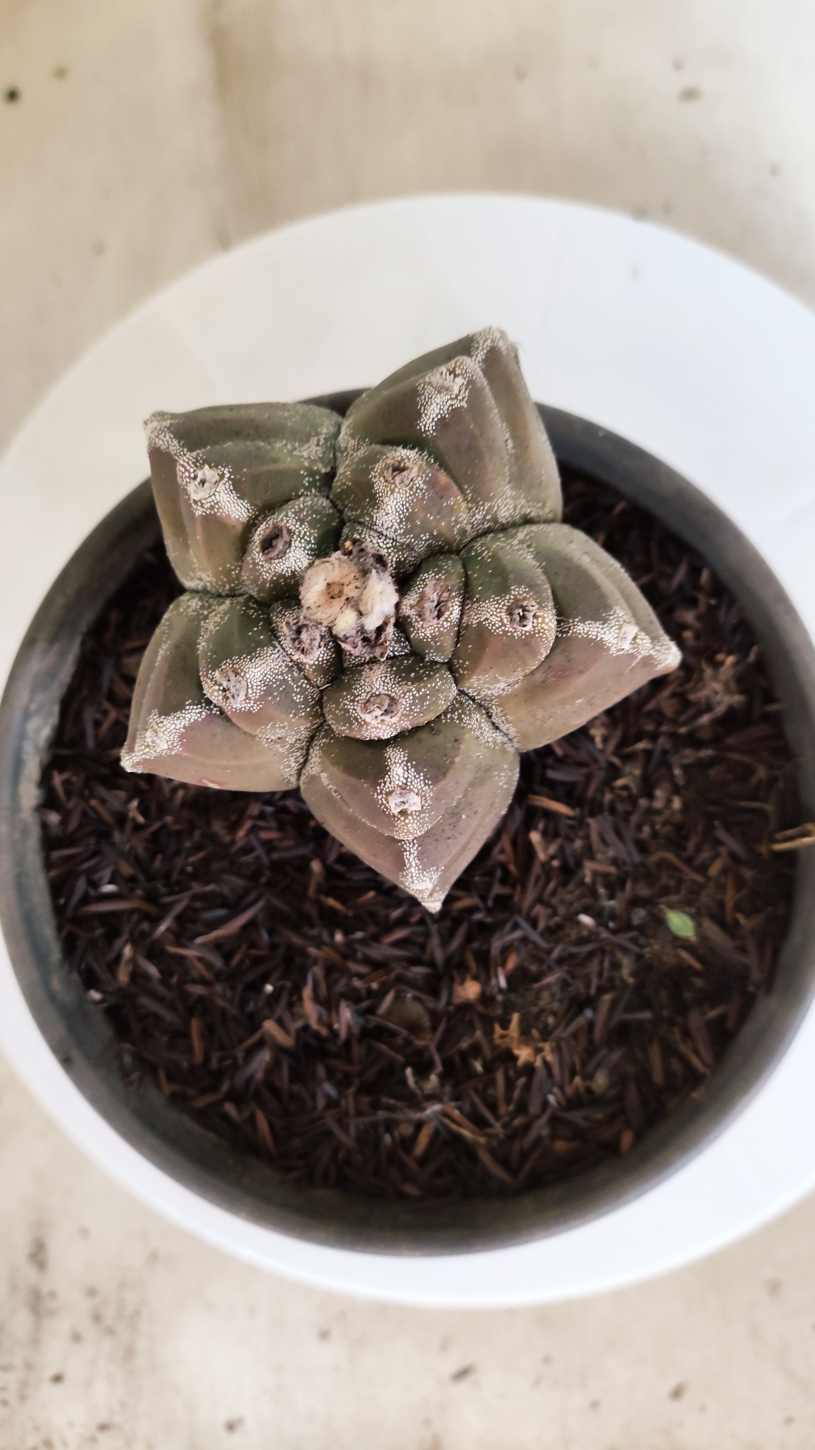 MATRIZ ASTROPHYTUM cv KIKKO  Nº 1174 – vaso 15