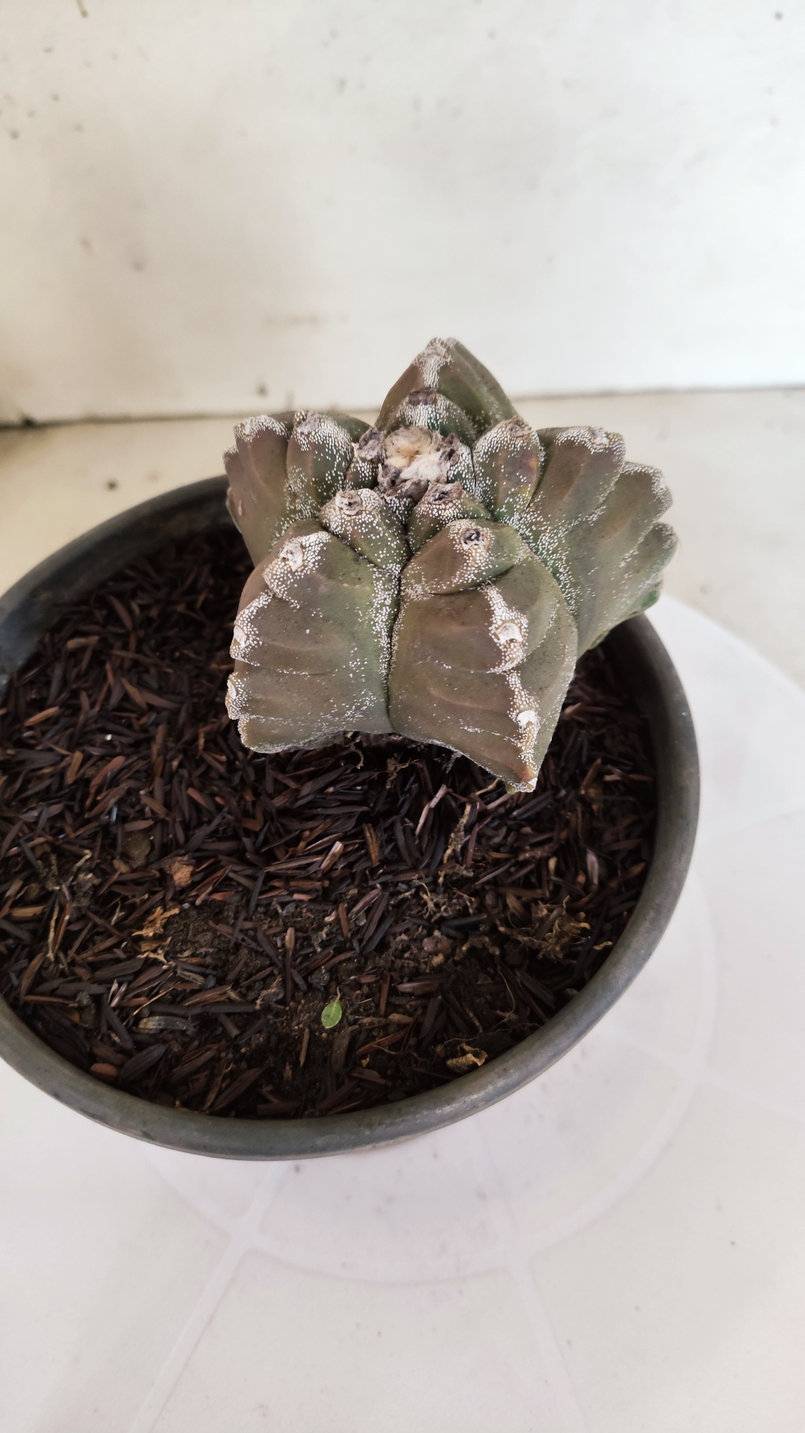 MATRIZ ASTROPHYTUM cv KIKKO  Nº 1174 – vaso 15