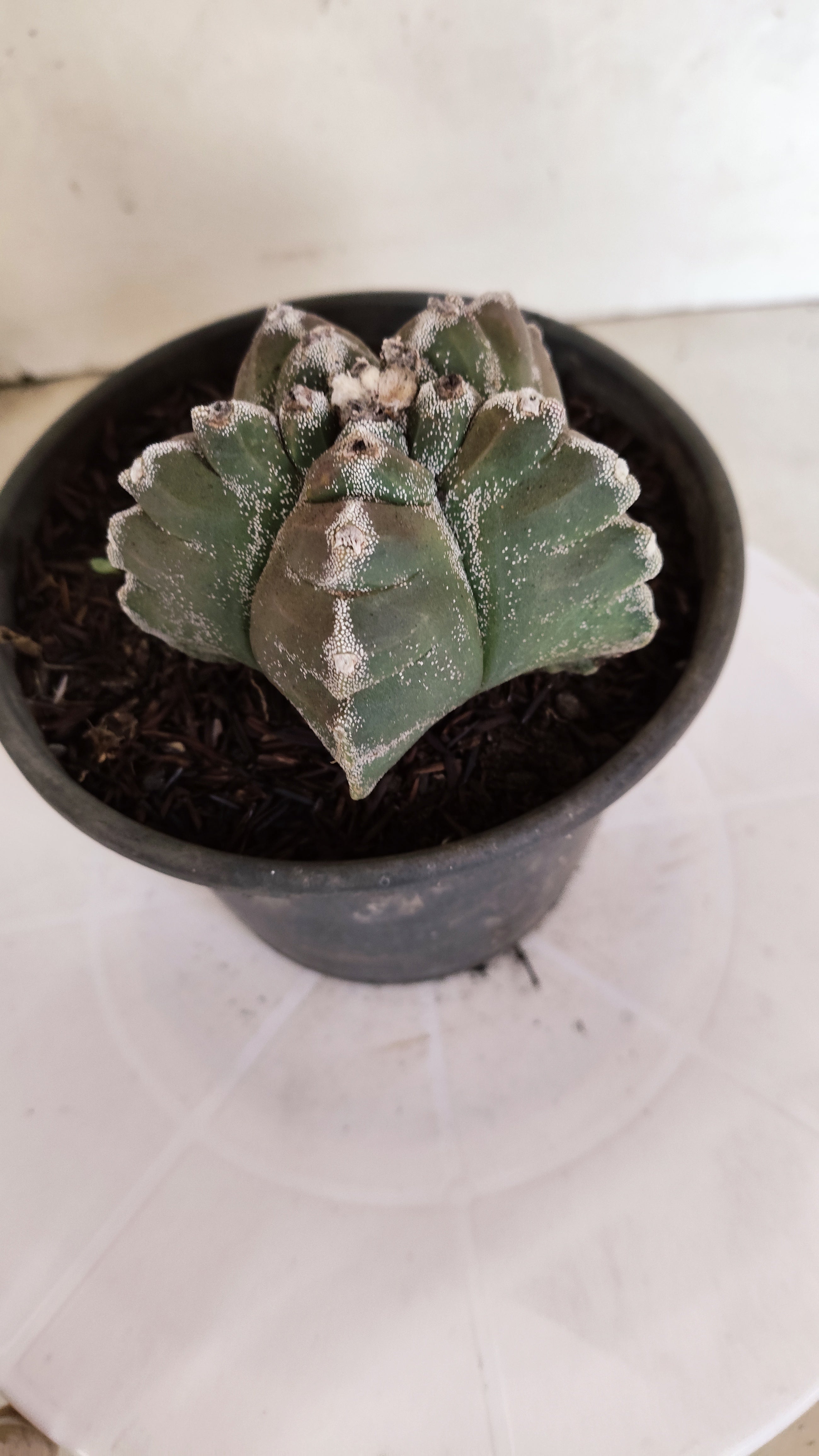 MATRIZ ASTROPHYTUM cv KIKKO  Nº 1174 – vaso 15