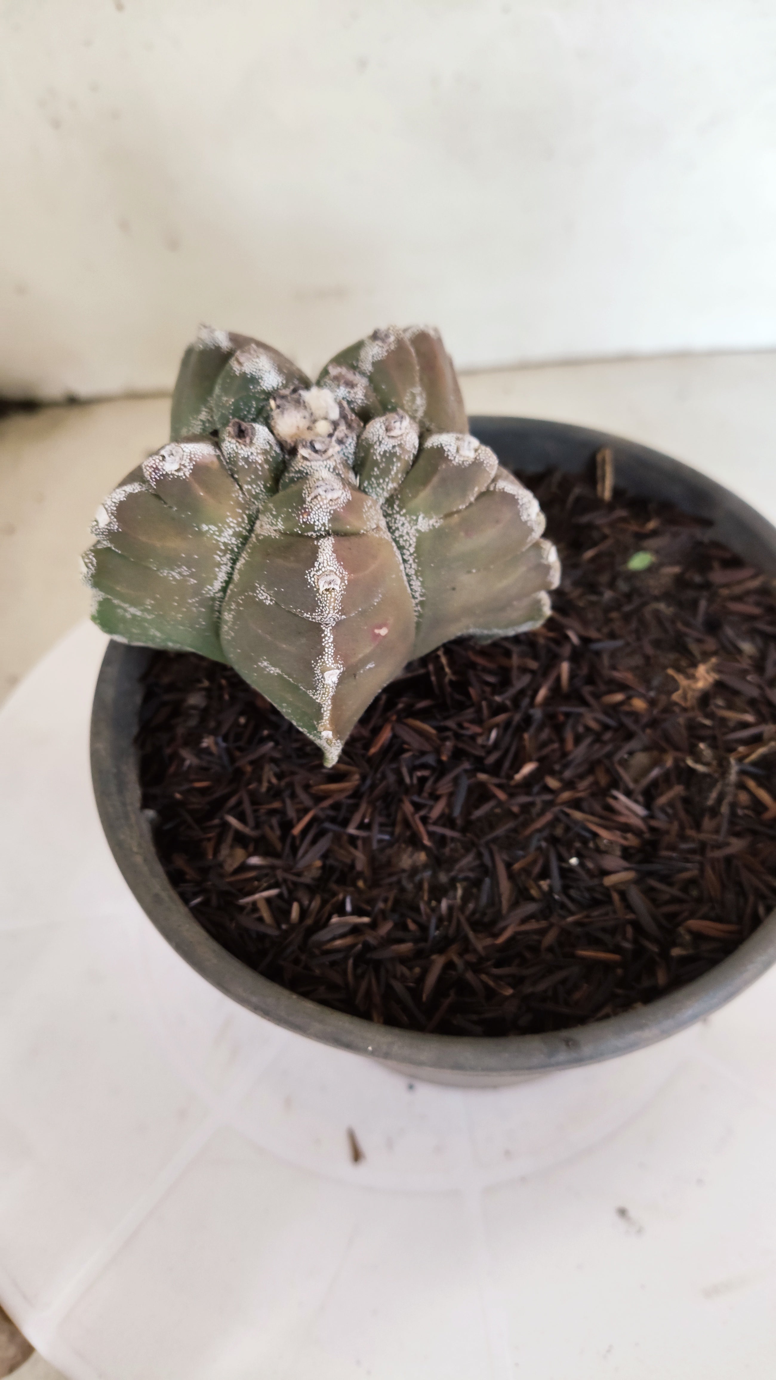 MATRIZ ASTROPHYTUM cv KIKKO  Nº 1174 – vaso 15