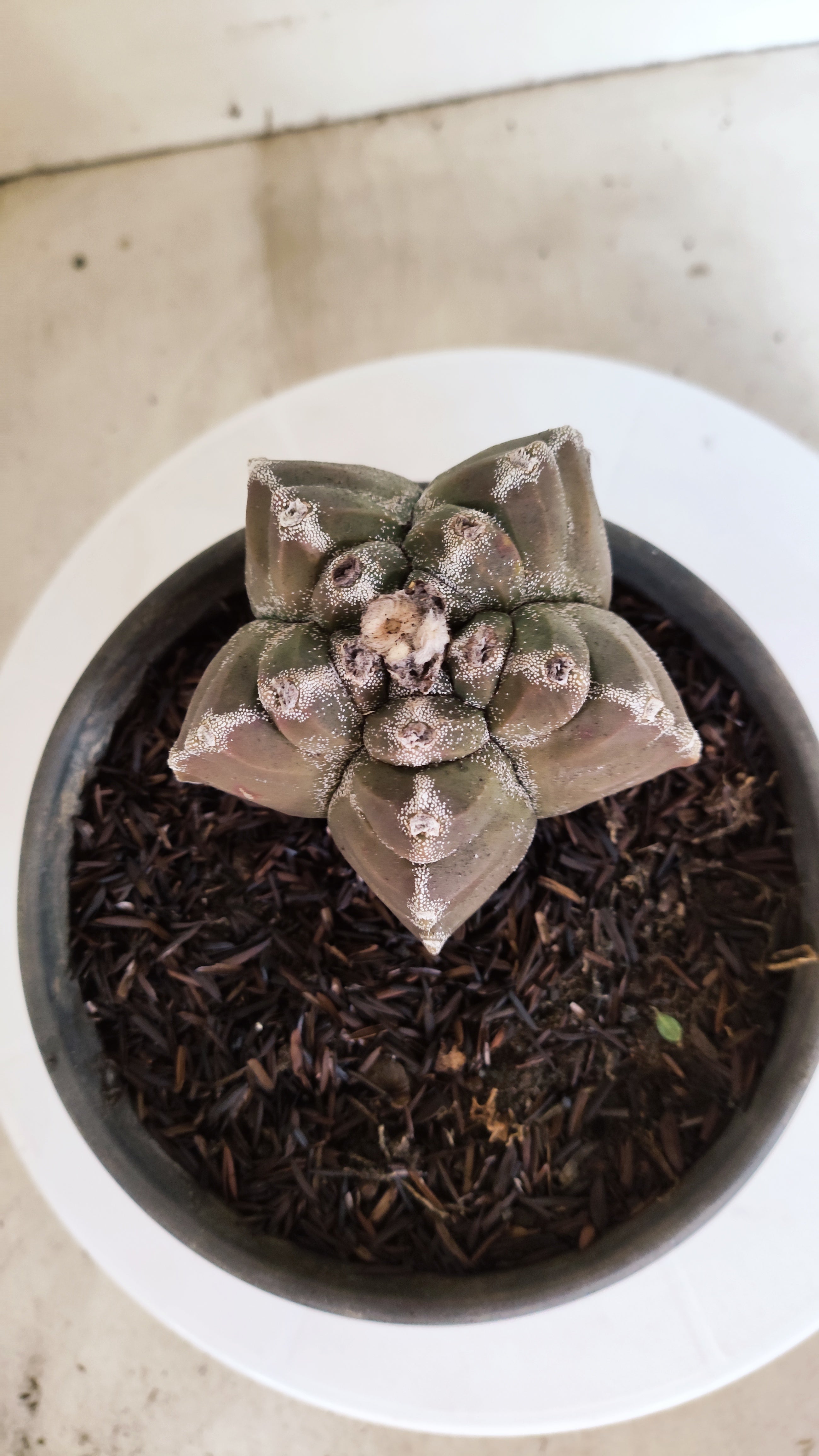MATRIZ ASTROPHYTUM cv KIKKO  Nº 1174 – vaso 15