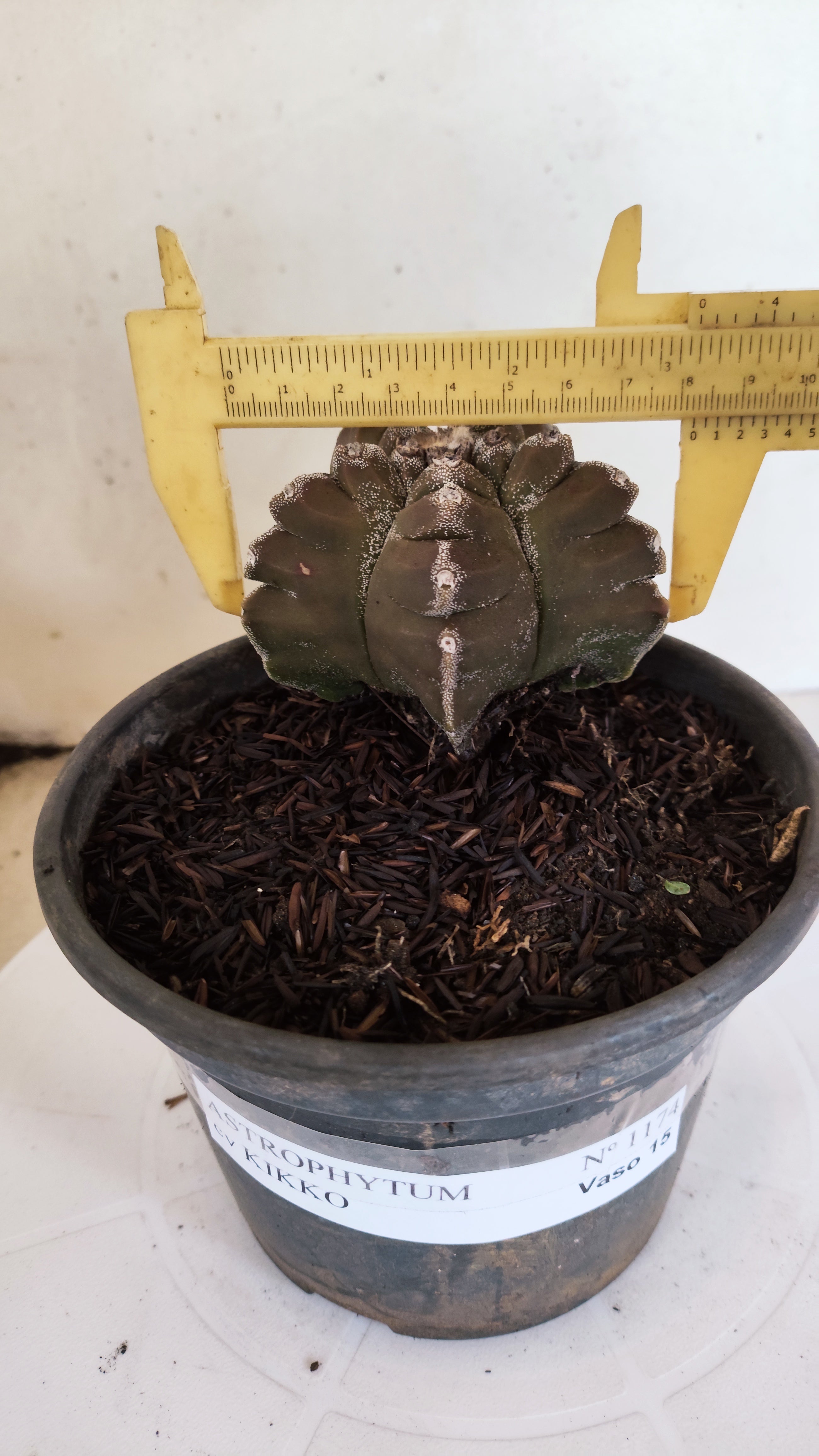 MATRIZ ASTROPHYTUM cv KIKKO  Nº 1174 – vaso 15