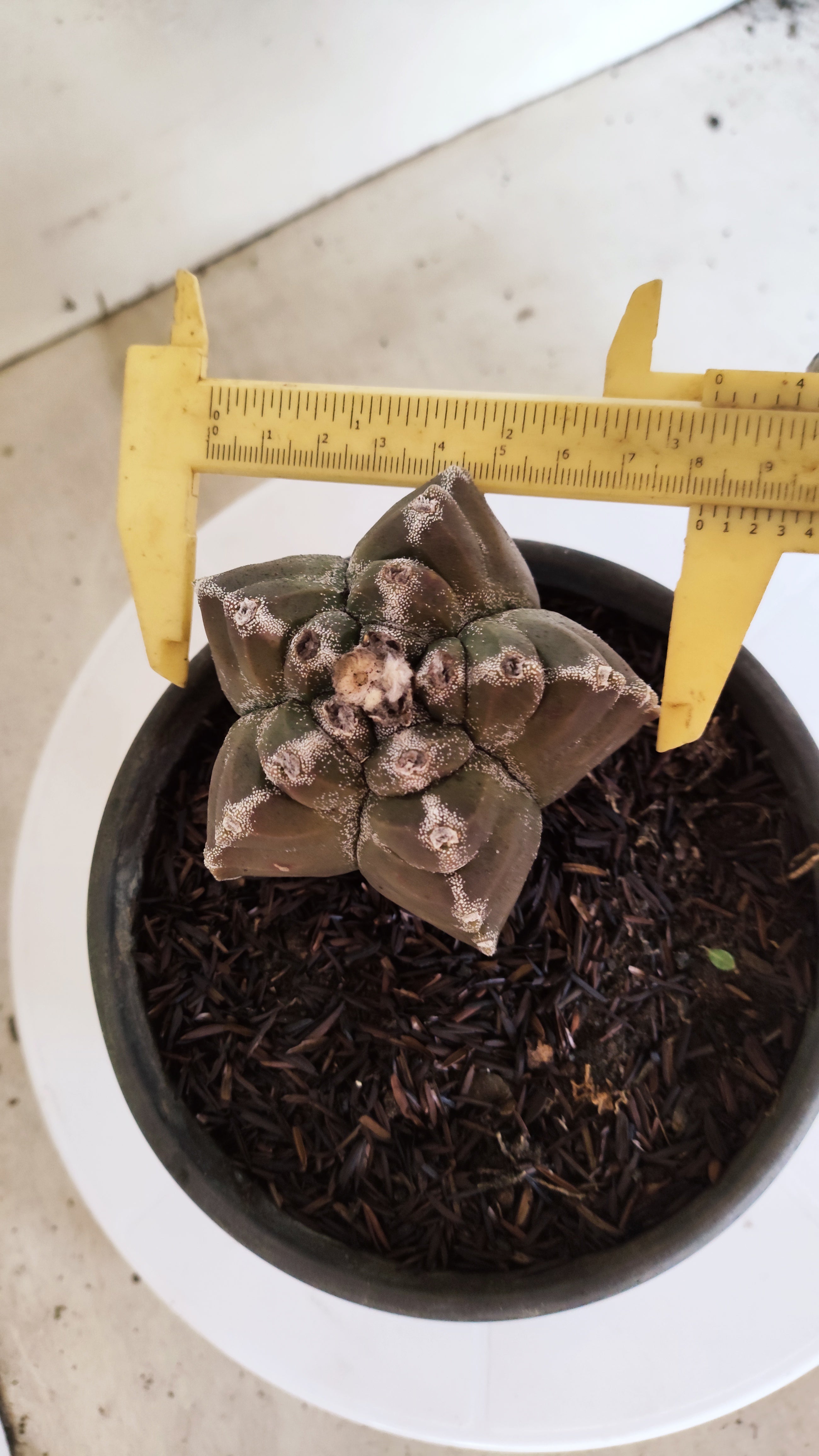 MATRIZ ASTROPHYTUM cv KIKKO  Nº 1174 – vaso 15