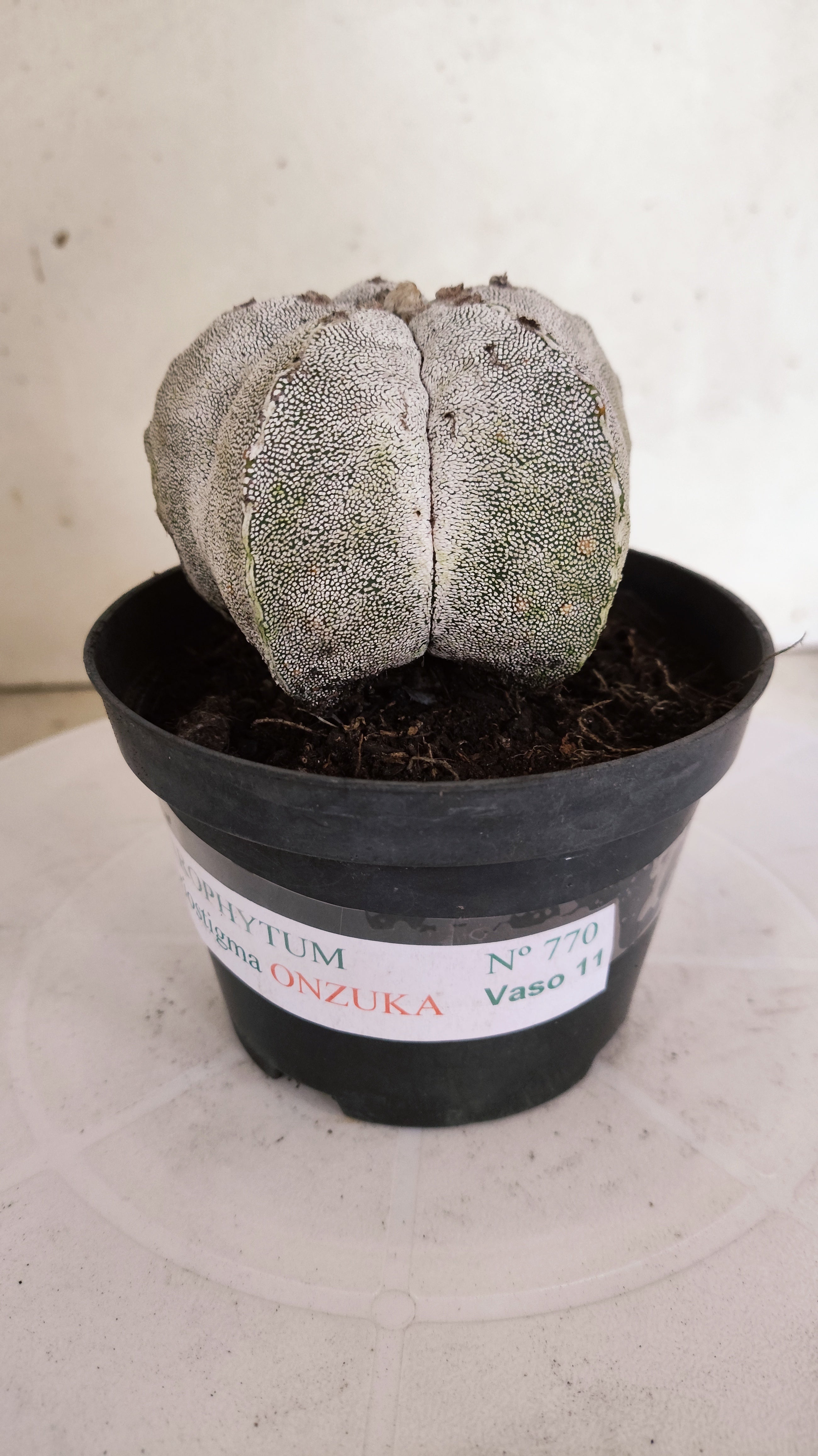 ASTROPHYTUM MYRIOSTIGMA Onzuka  Nº 770 – vaso 11