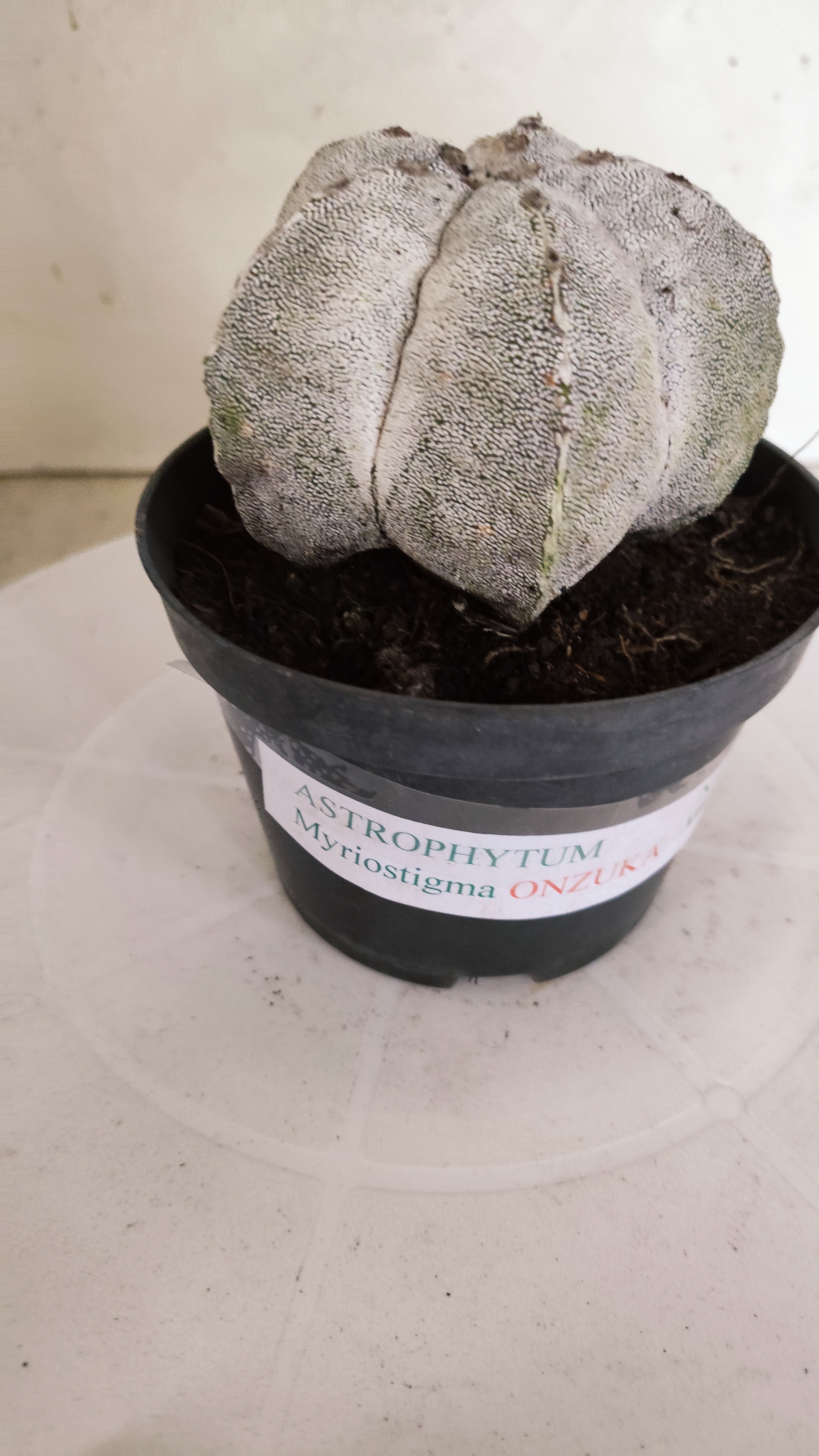 ASTROPHYTUM MYRIOSTIGMA Onzuka  Nº 770 – vaso 11