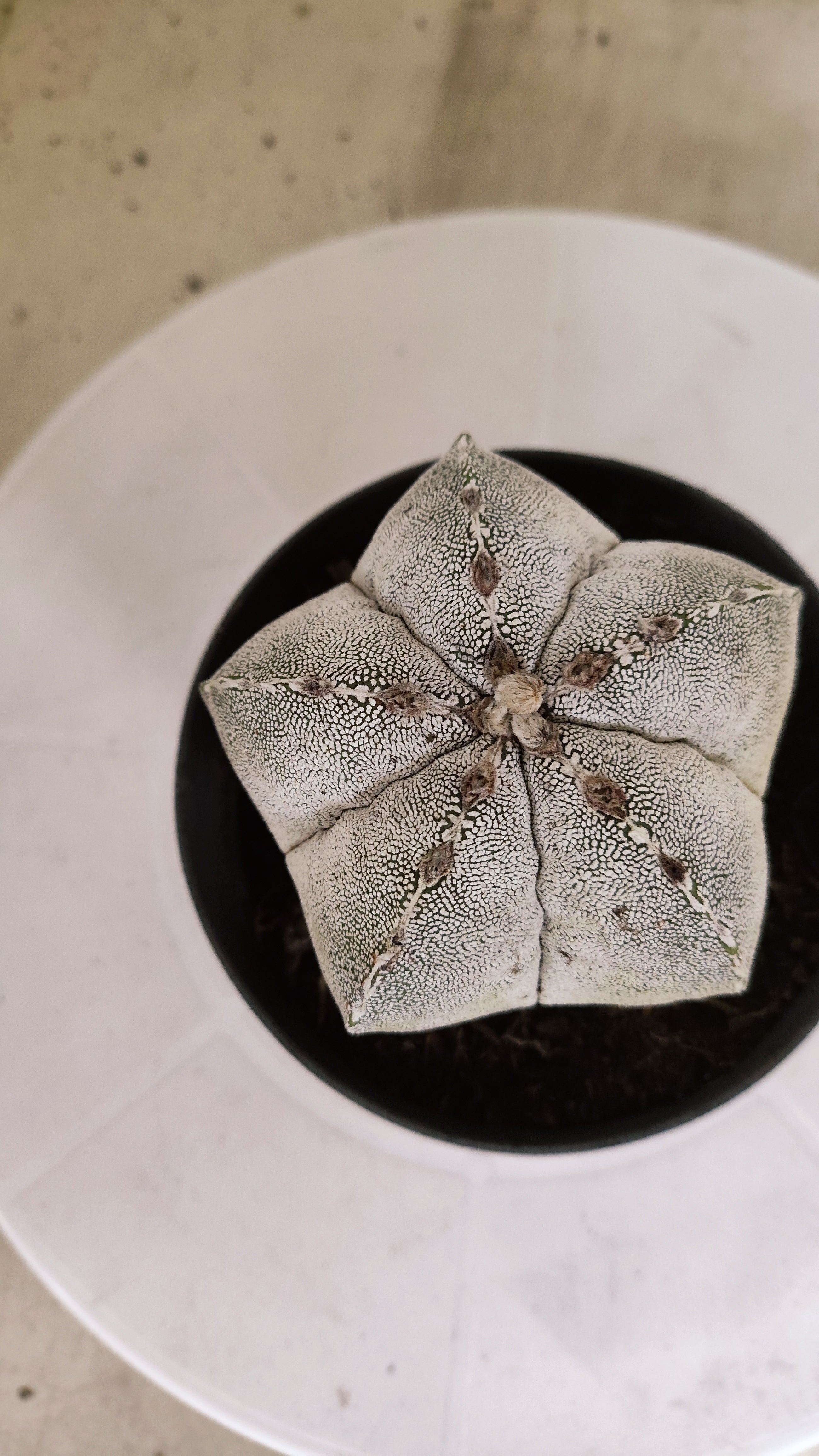 ASTROPHYTUM MYRIOSTIGMA Onzuka  Nº 770 – vaso 11