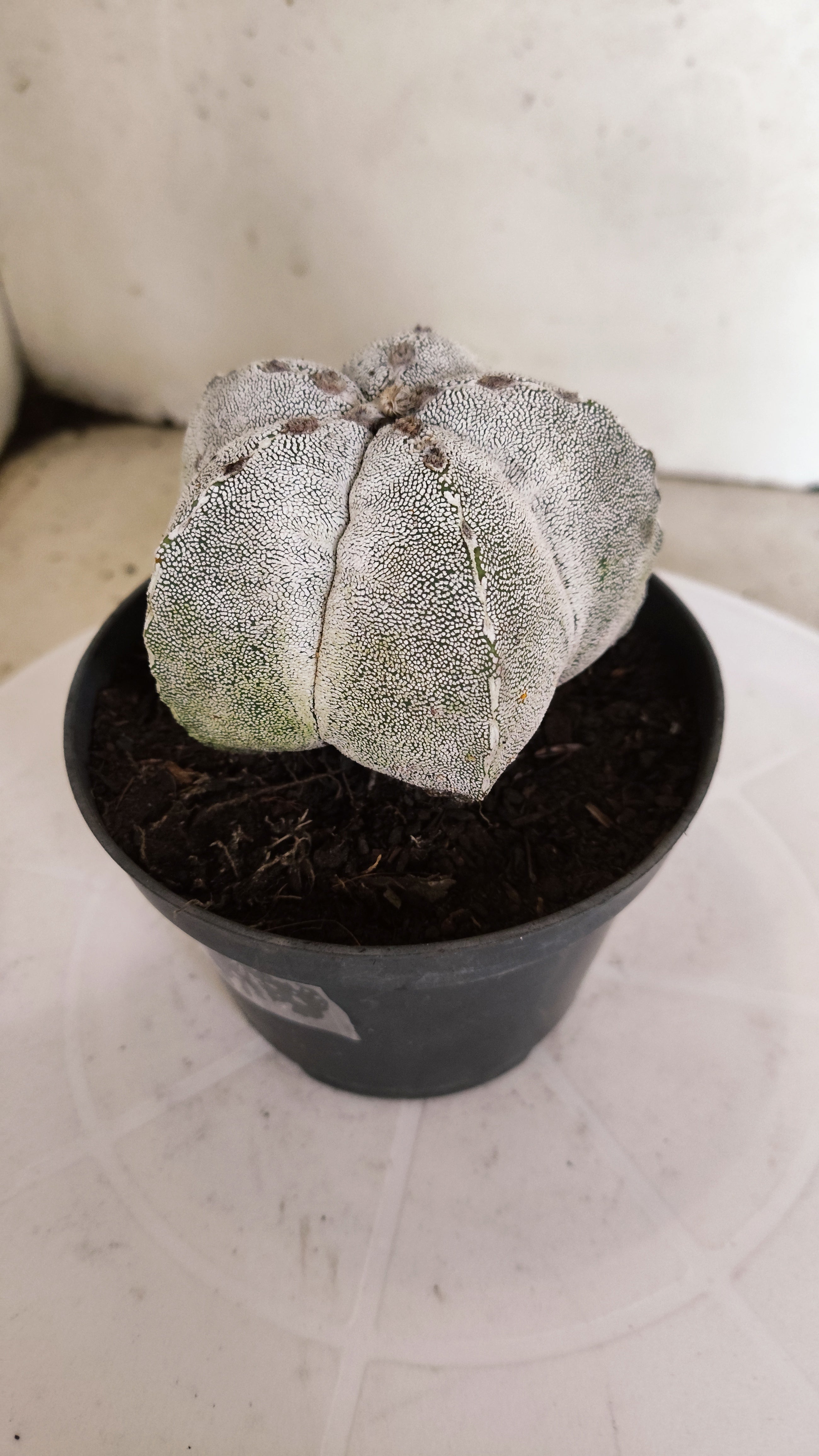 ASTROPHYTUM MYRIOSTIGMA Onzuka  Nº 770 – vaso 11