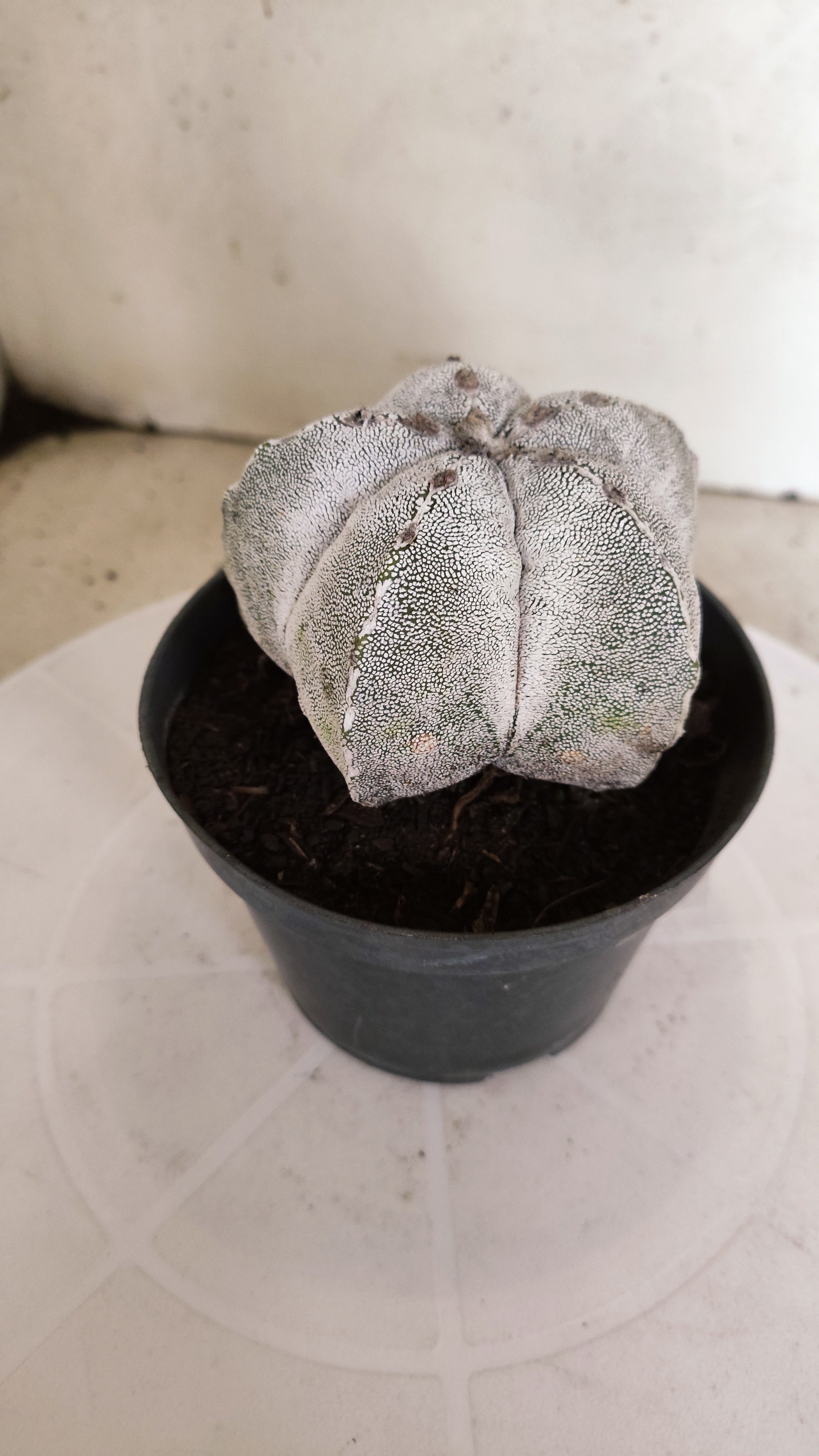 ASTROPHYTUM MYRIOSTIGMA Onzuka  Nº 770 – vaso 11