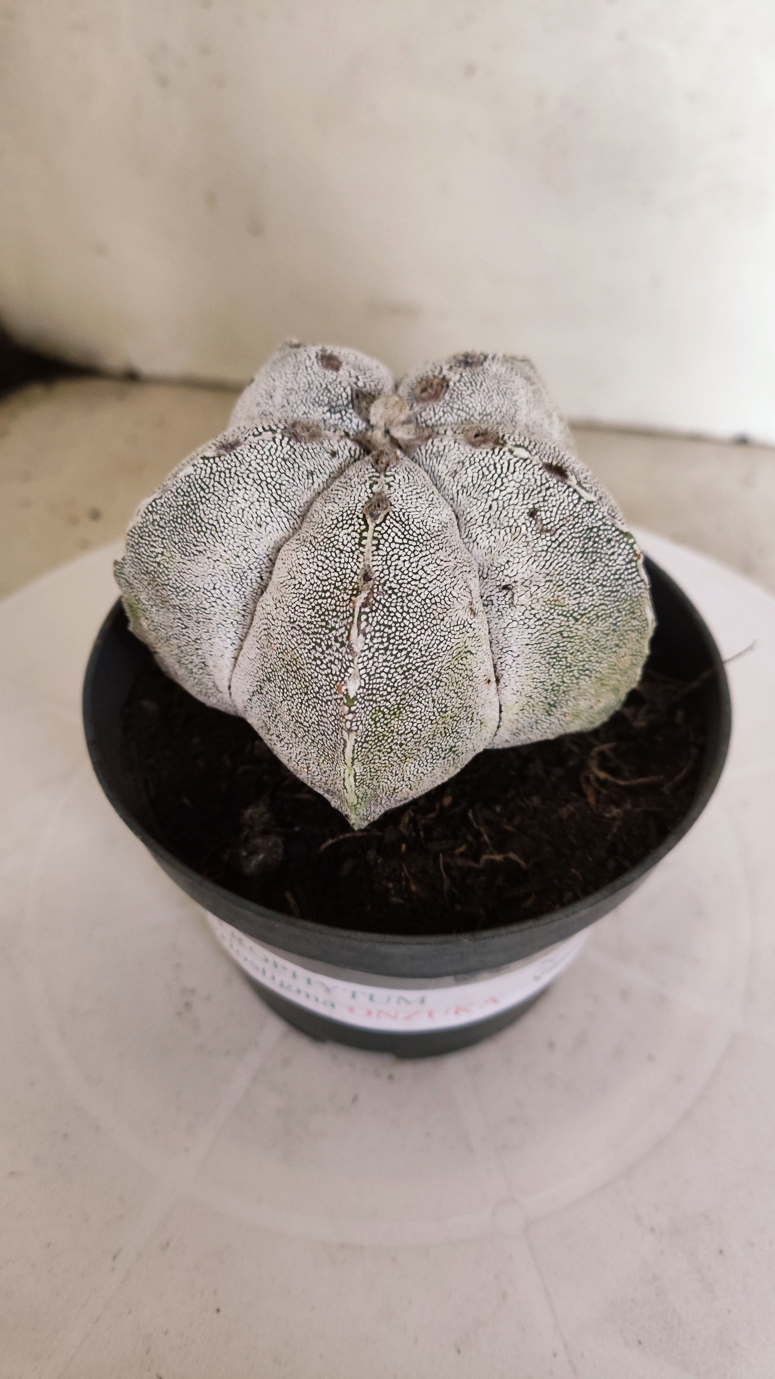ASTROPHYTUM MYRIOSTIGMA Onzuka  Nº 770 – vaso 11