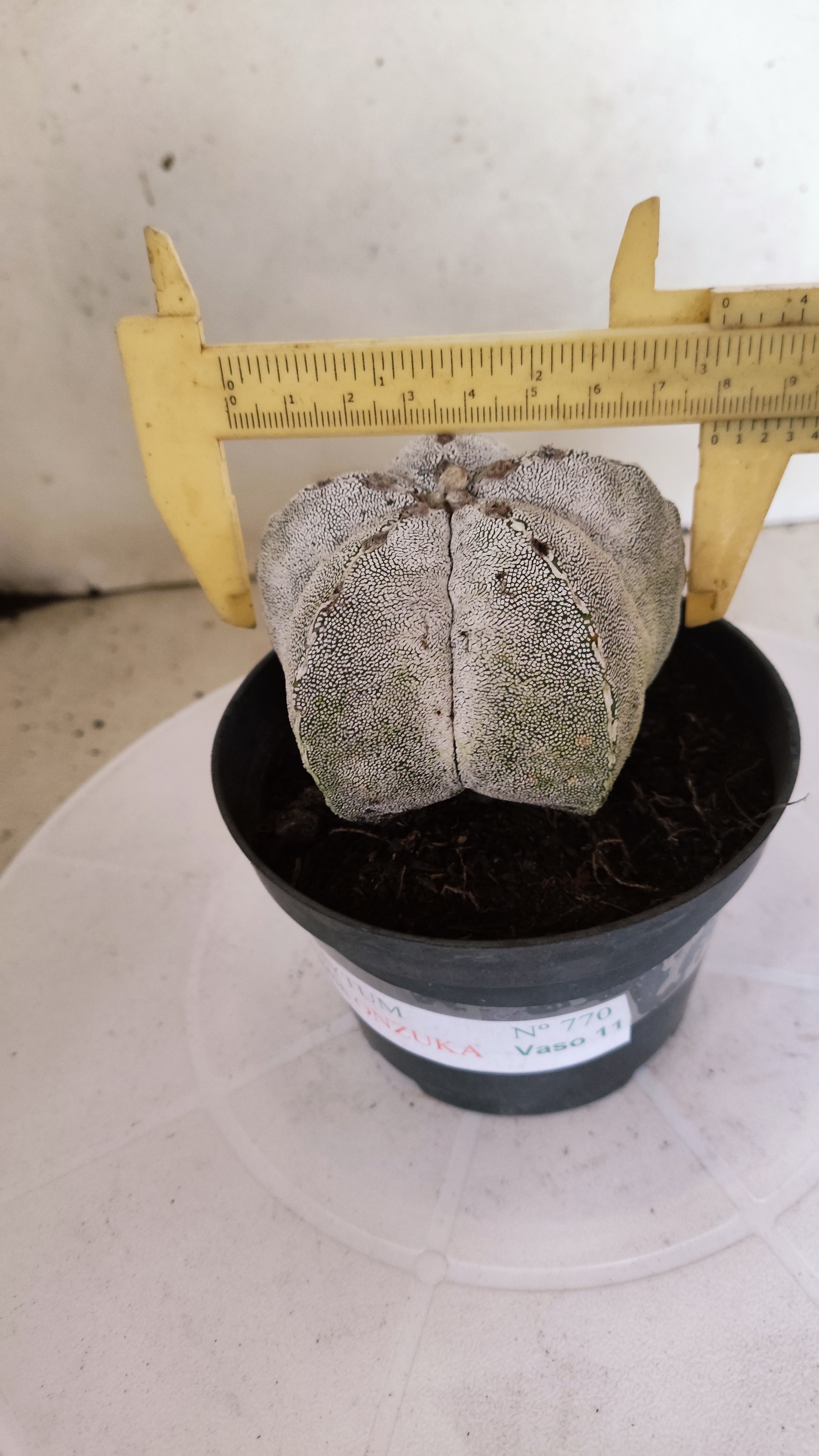 ASTROPHYTUM MYRIOSTIGMA Onzuka  Nº 770 – vaso 11