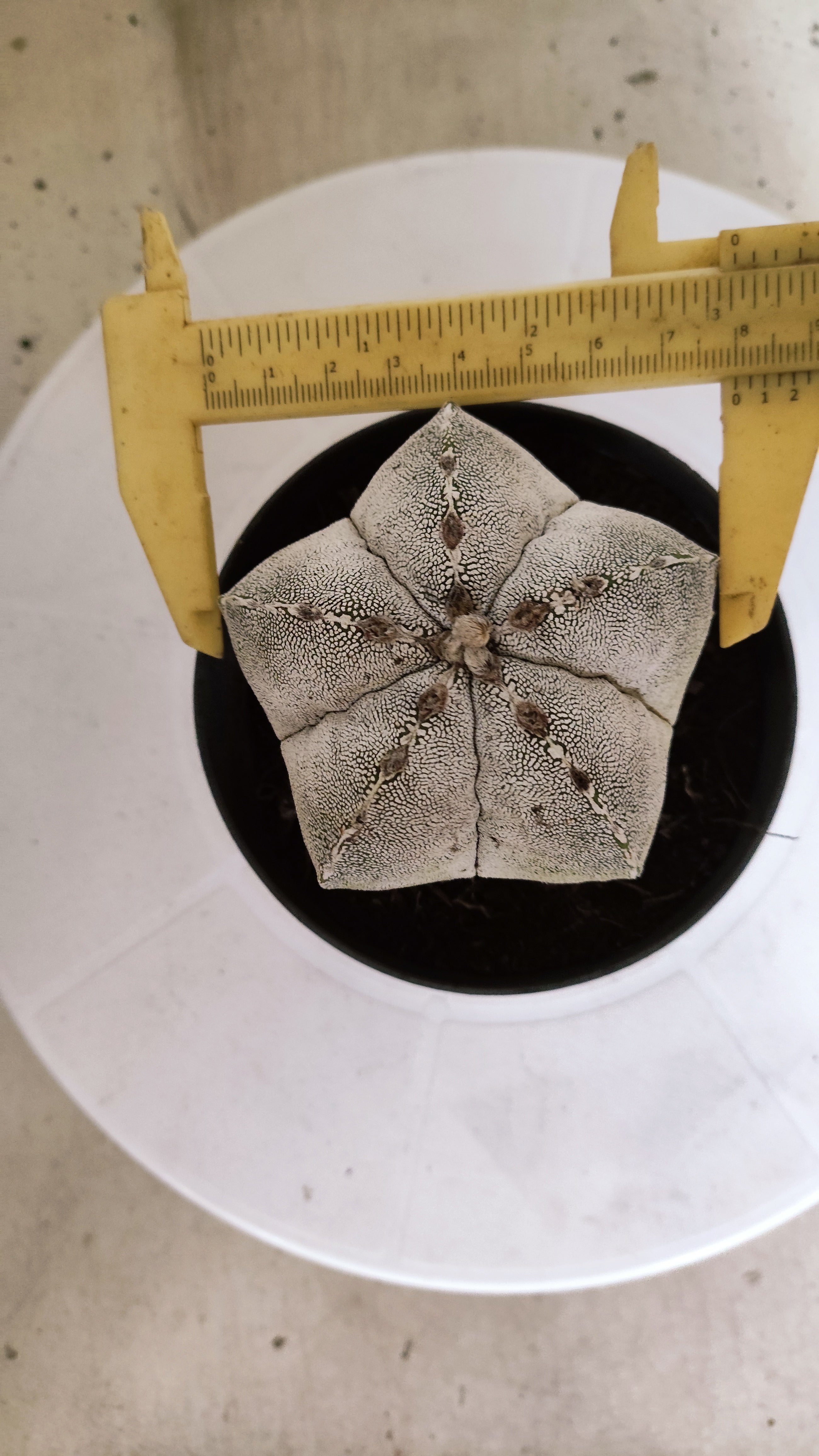 ASTROPHYTUM MYRIOSTIGMA Onzuka  Nº 770 – vaso 11