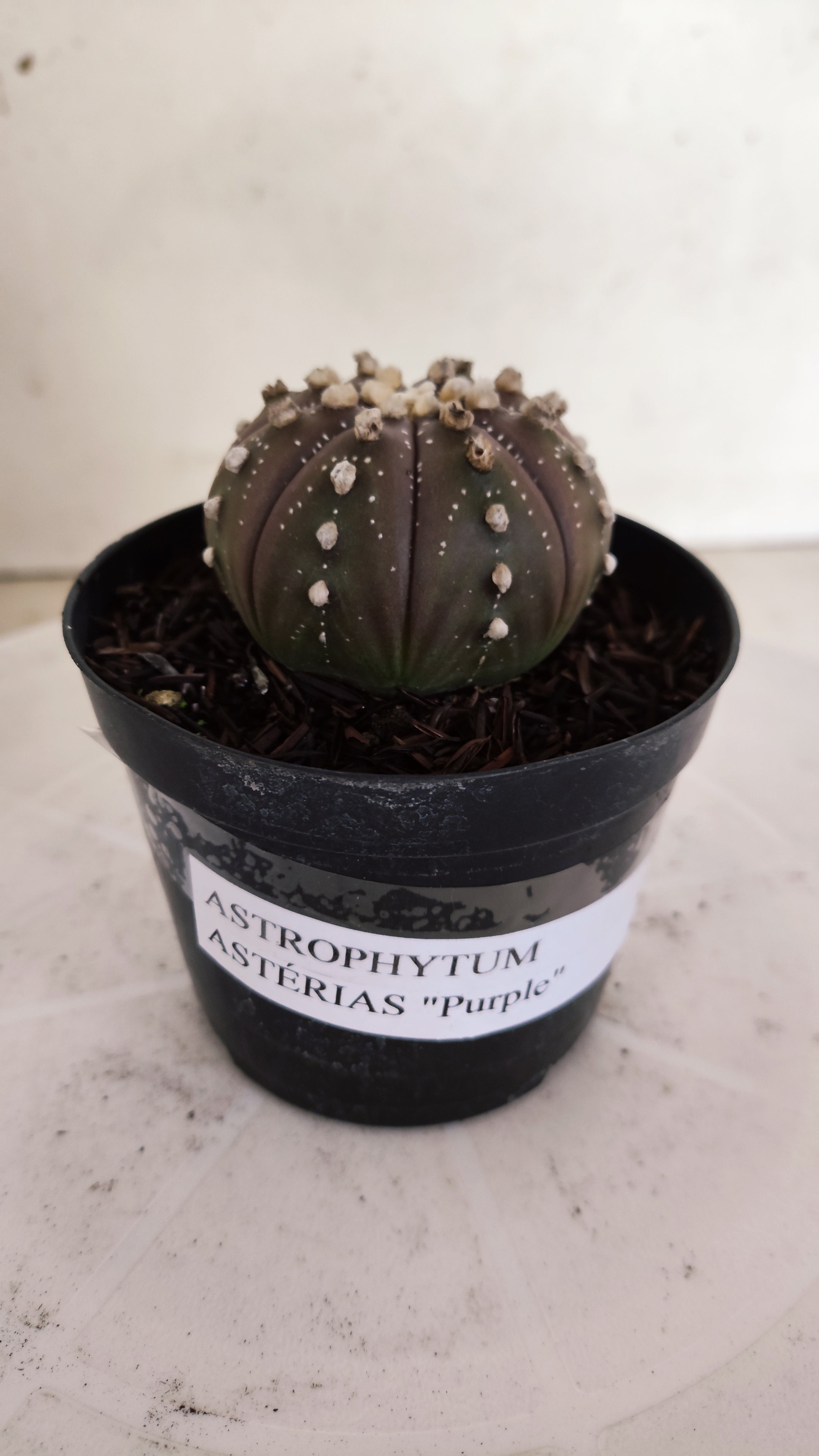 ASTROPHYTUM ASTERIAS “Purple”  Nº 1303 – vaso 09