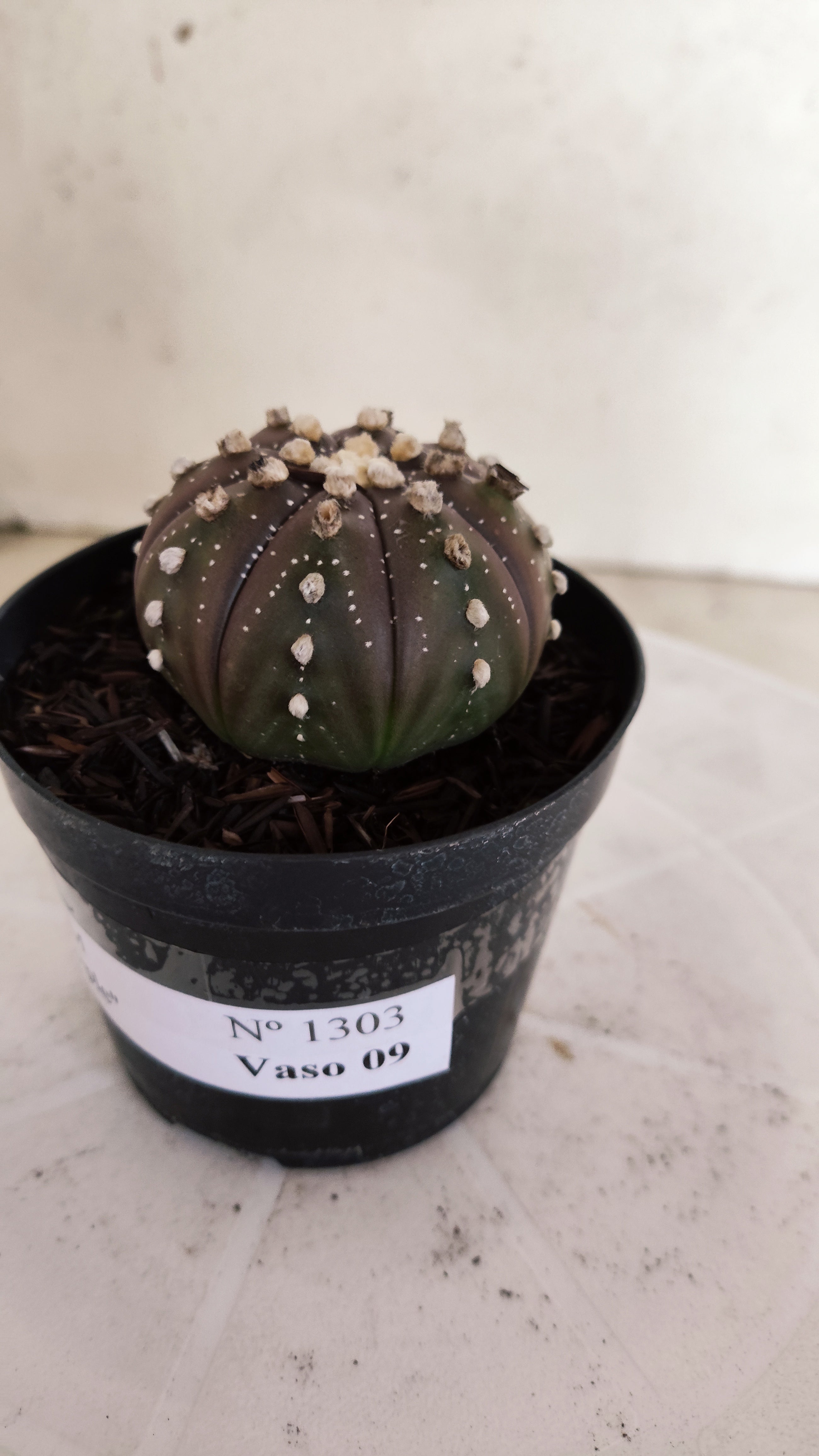 ASTROPHYTUM ASTERIAS “Purple”  Nº 1303 – vaso 09