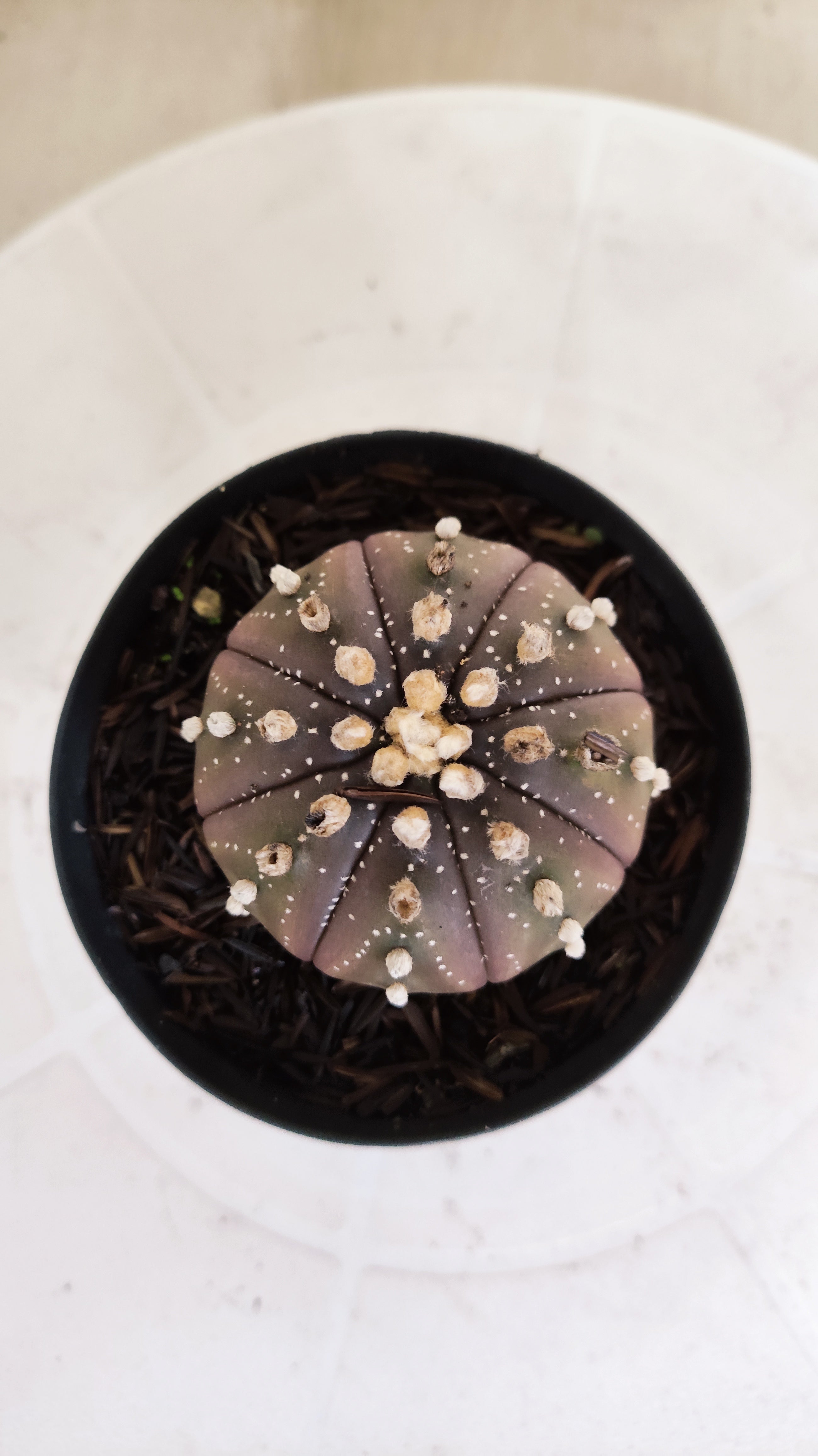 ASTROPHYTUM ASTERIAS “Purple”  Nº 1303 – vaso 09