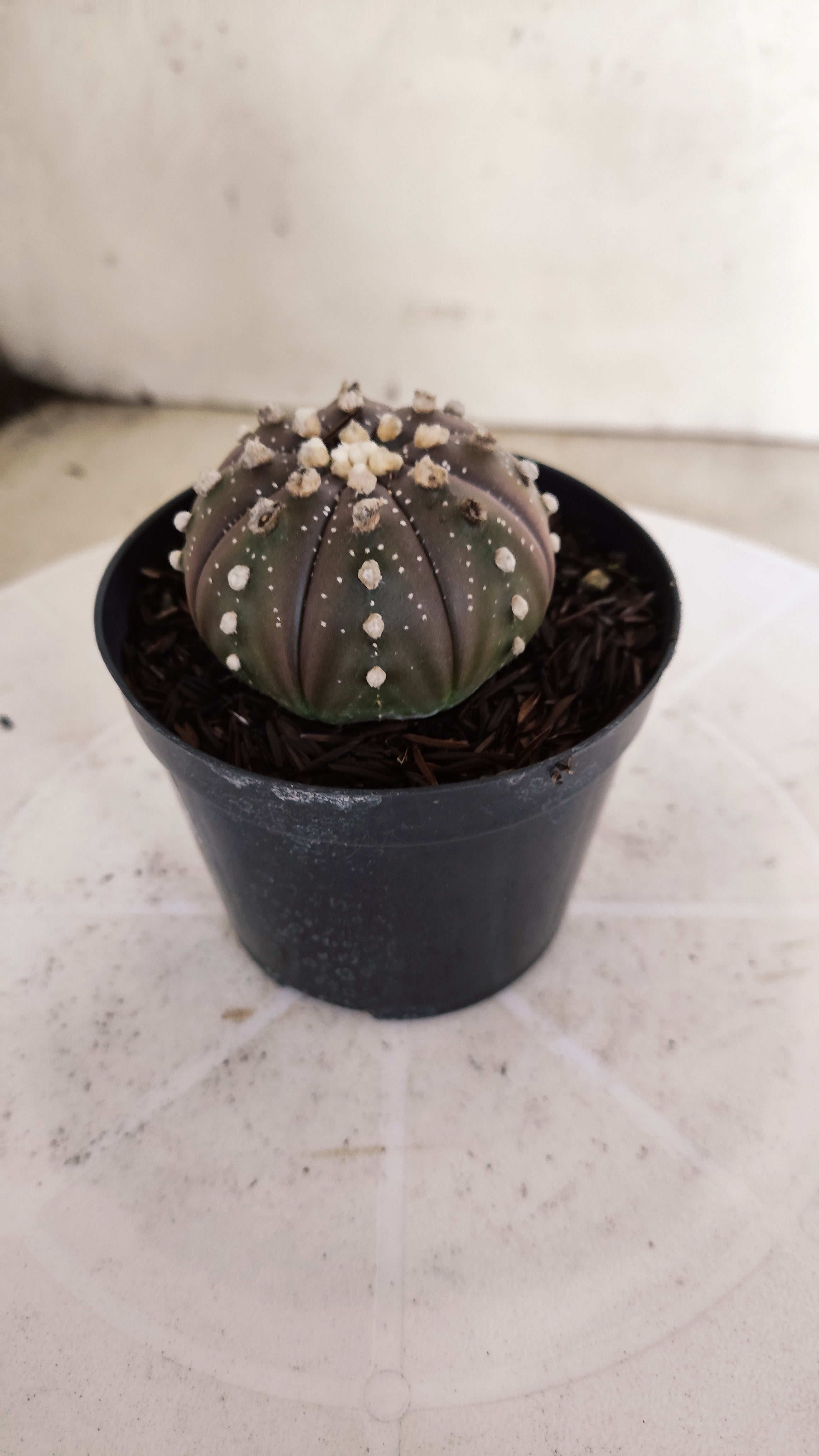 ASTROPHYTUM ASTERIAS “Purple”  Nº 1303 – vaso 09