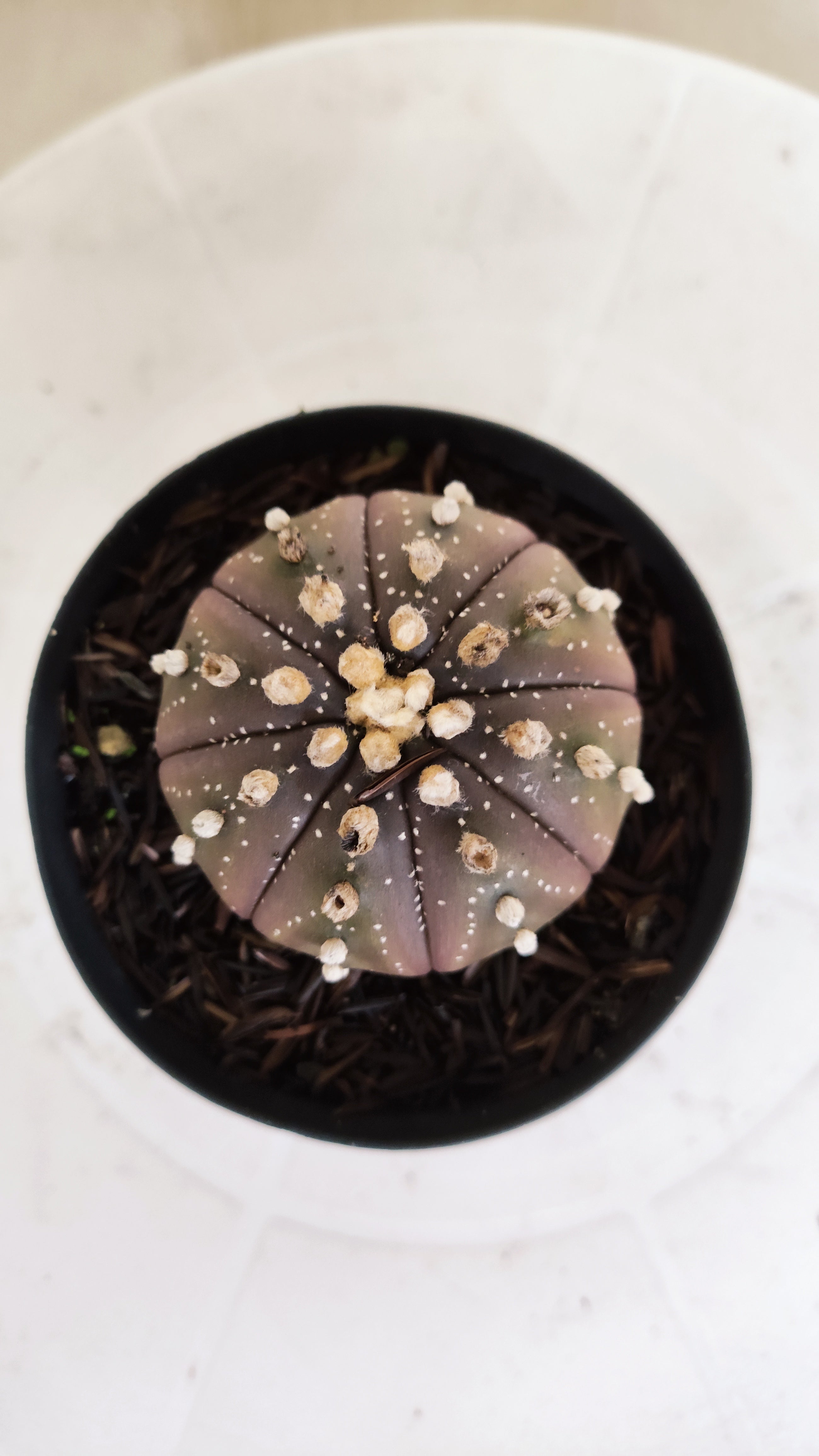 ASTROPHYTUM ASTERIAS “Purple”  Nº 1303 – vaso 09