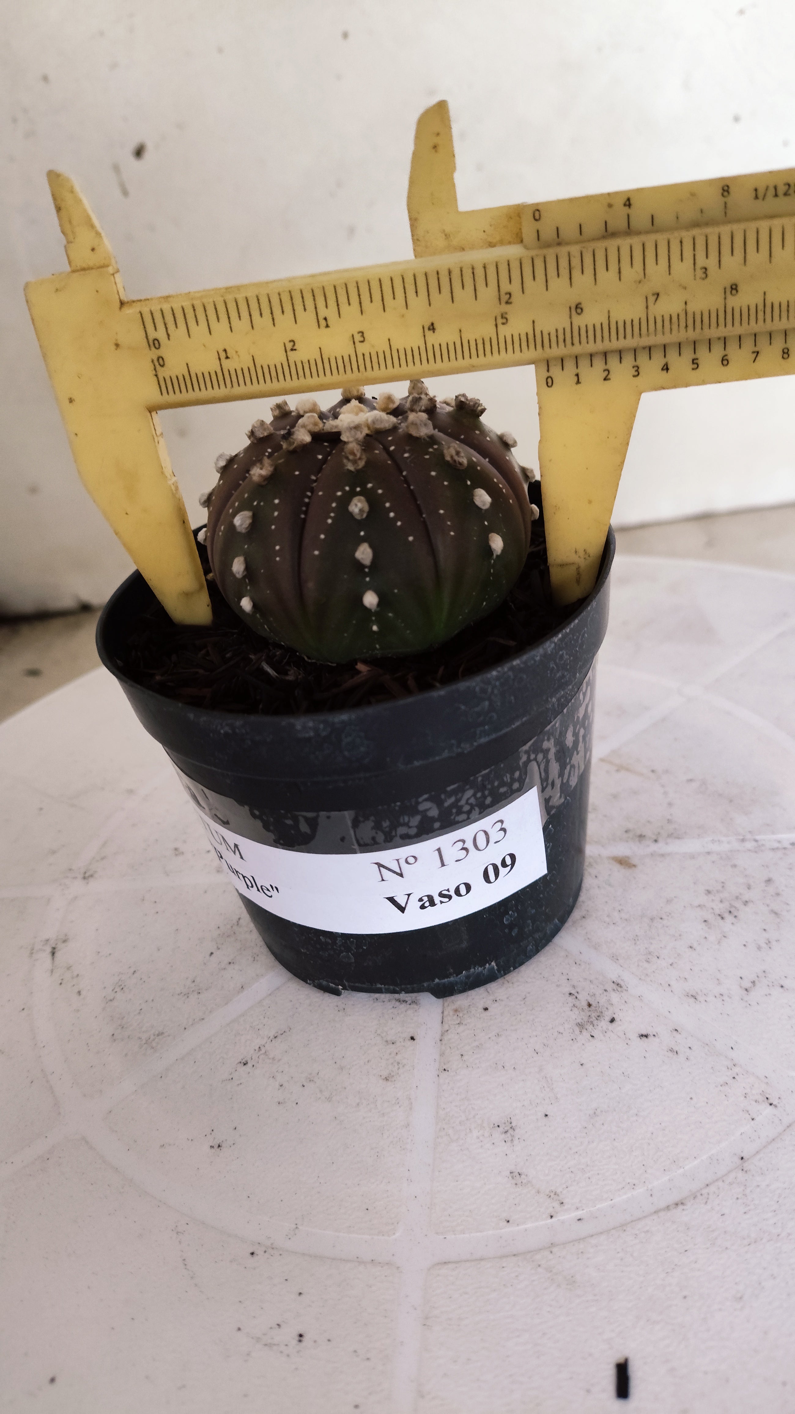 ASTROPHYTUM ASTERIAS “Purple”  Nº 1303 – vaso 09