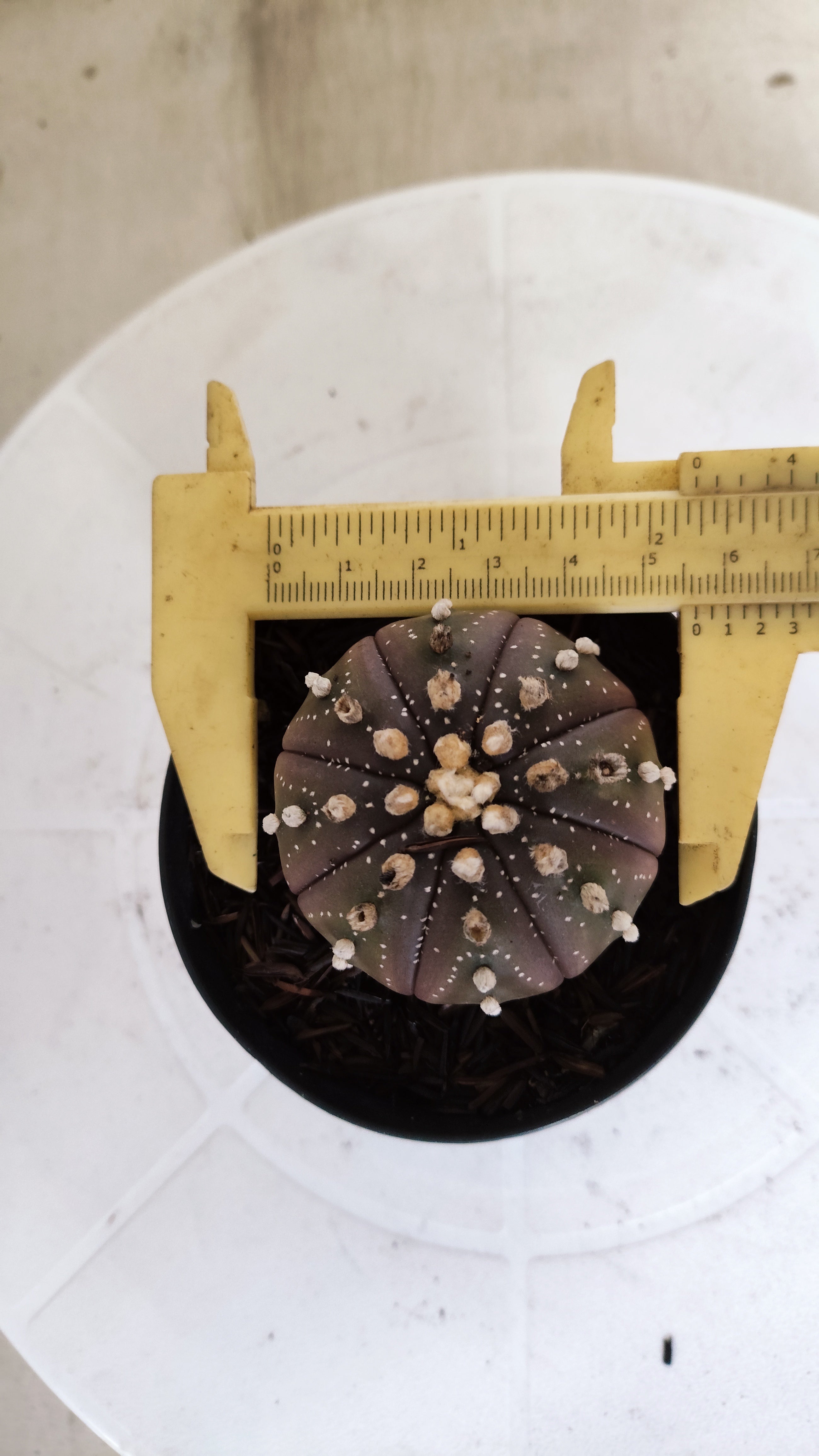 ASTROPHYTUM ASTERIAS “Purple”  Nº 1303 – vaso 09