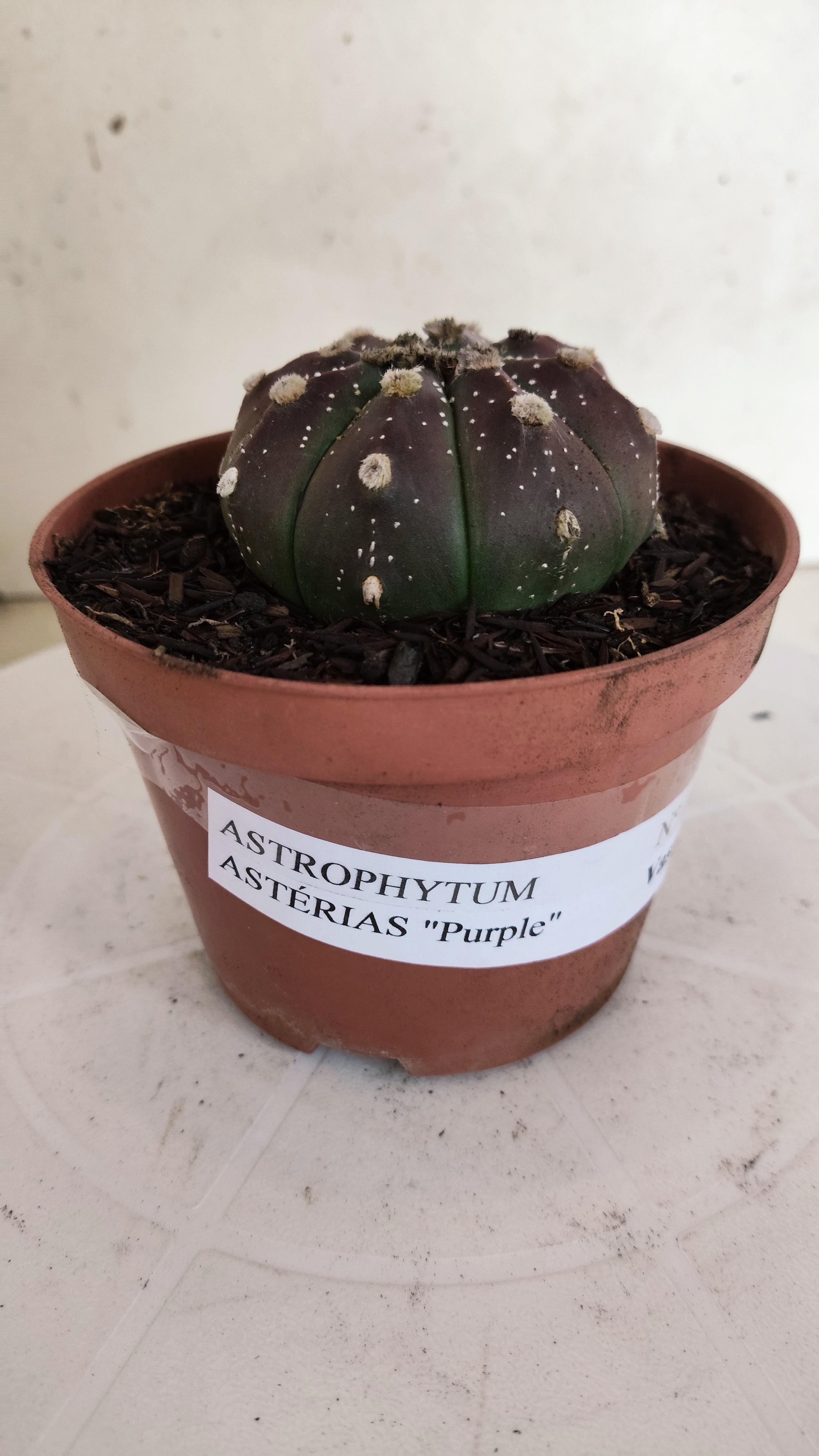 ASTROPHYTUM ASTERIAS “Purple”  Nº 1301 – vaso 11
