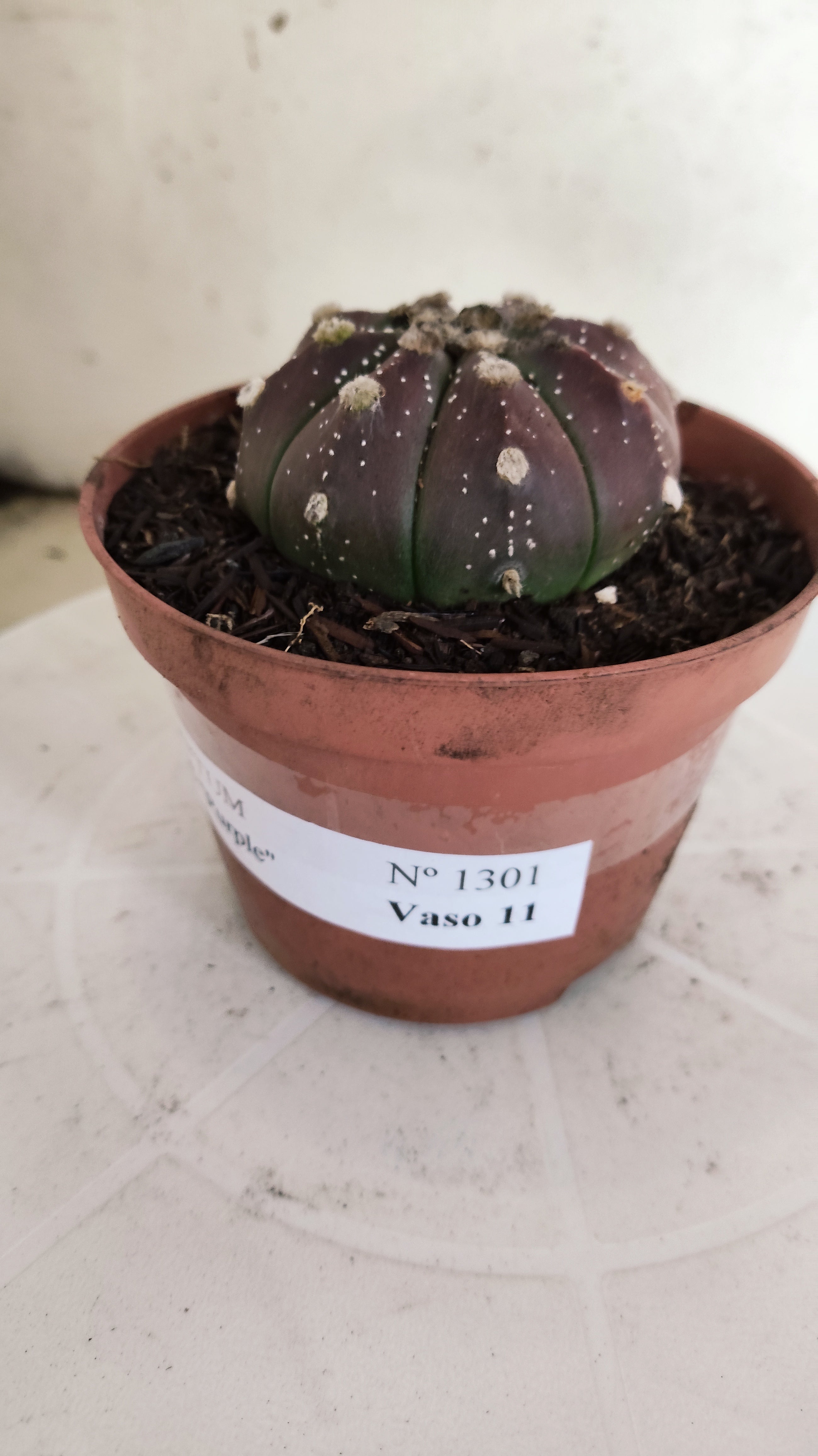 ASTROPHYTUM ASTERIAS “Purple”  Nº 1301 – vaso 11