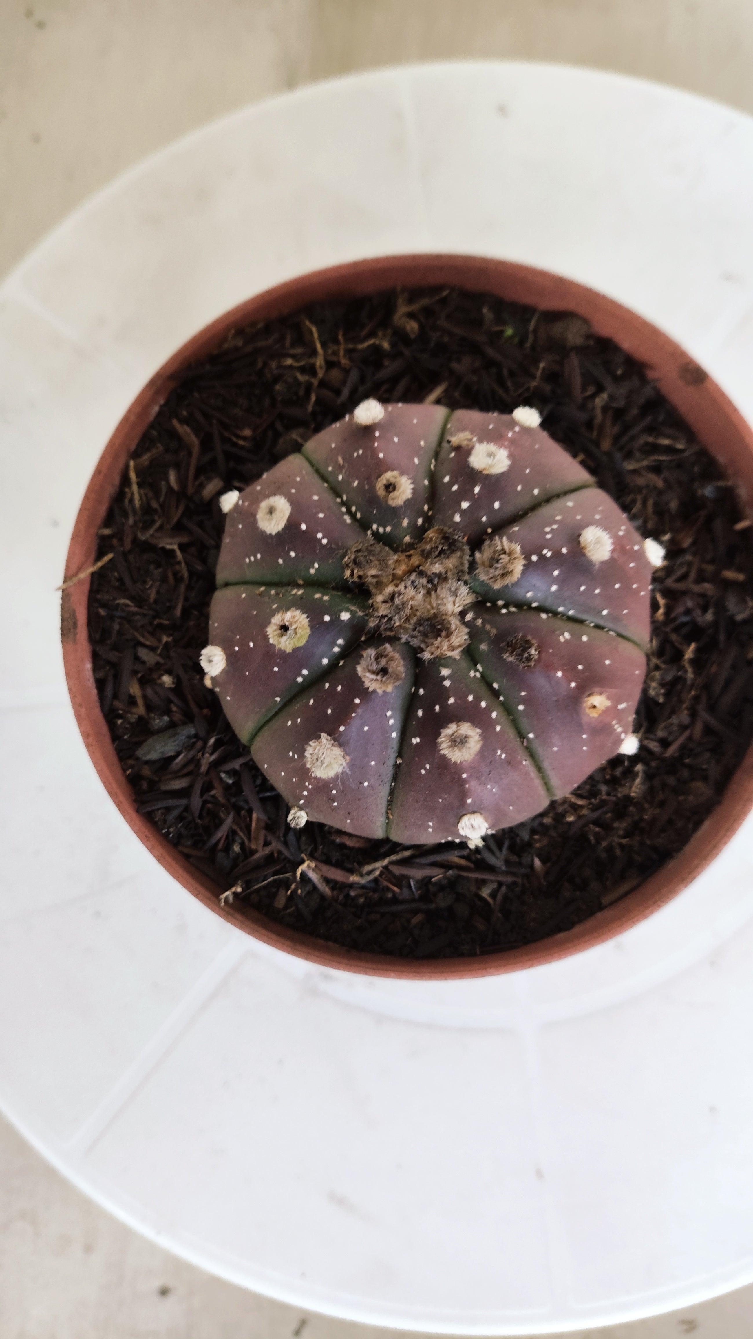 ASTROPHYTUM ASTERIAS “Purple”  Nº 1301 – vaso 11