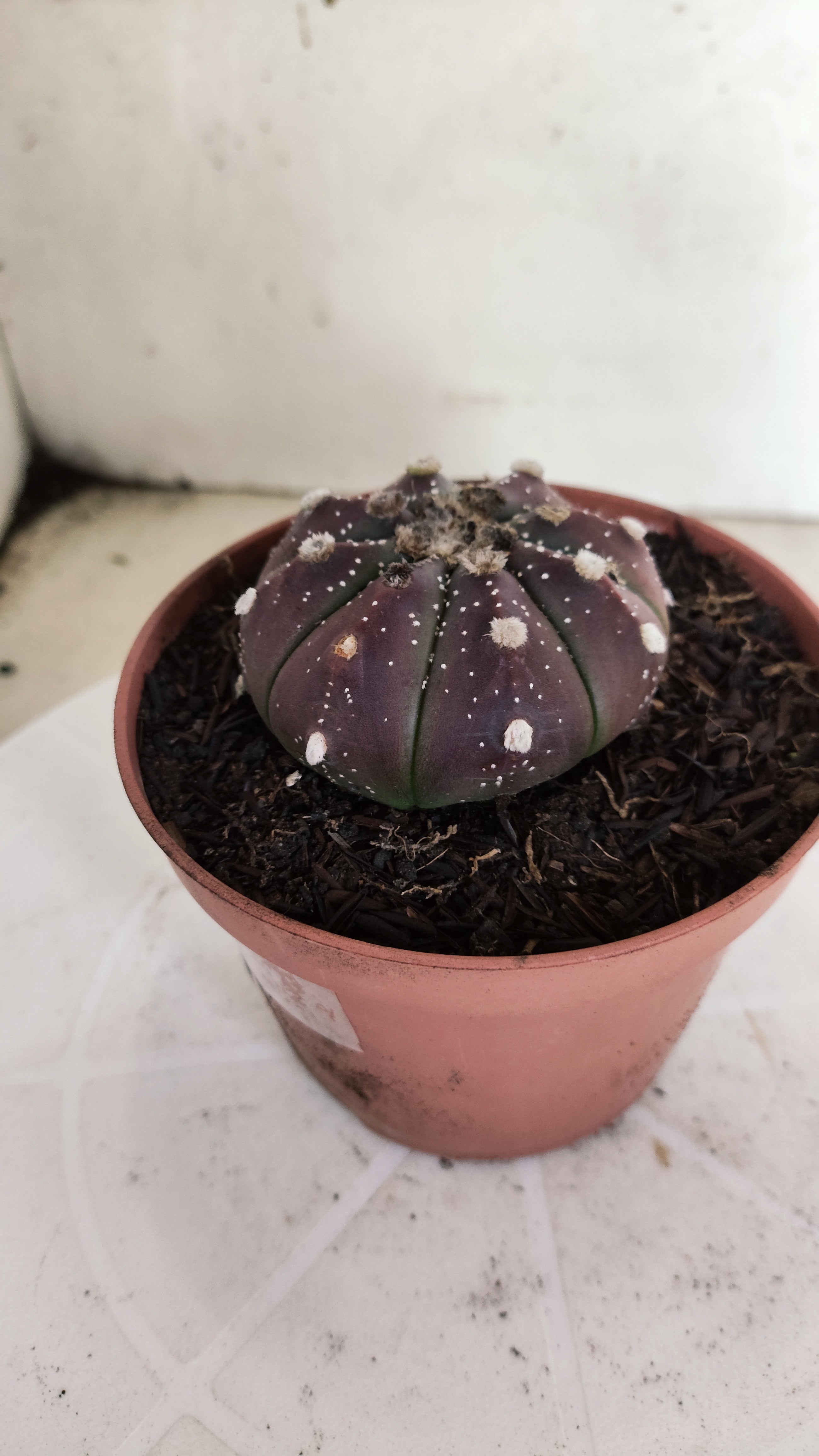 ASTROPHYTUM ASTERIAS “Purple”  Nº 1301 – vaso 11