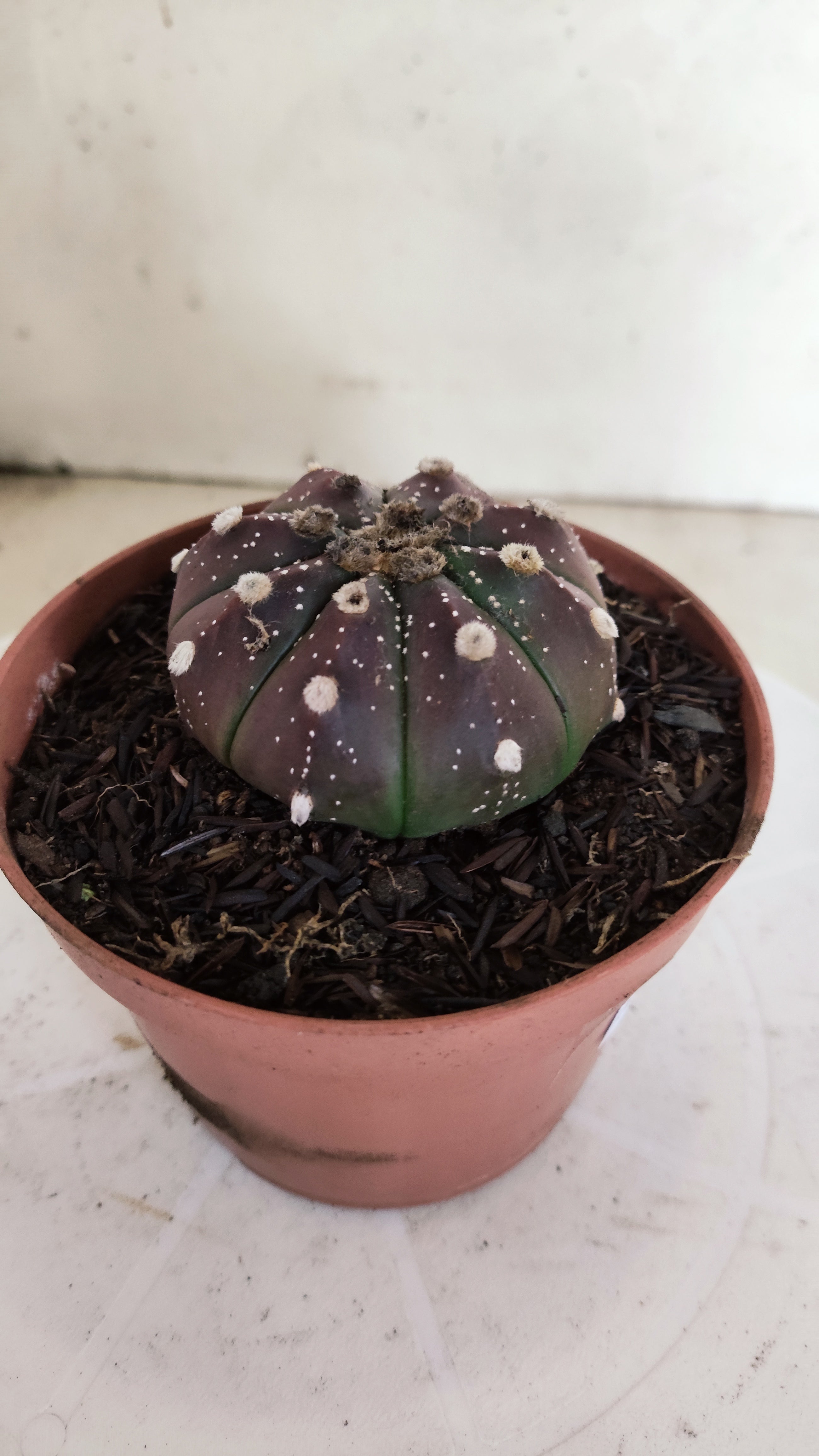 ASTROPHYTUM ASTERIAS “Purple”  Nº 1301 – vaso 11