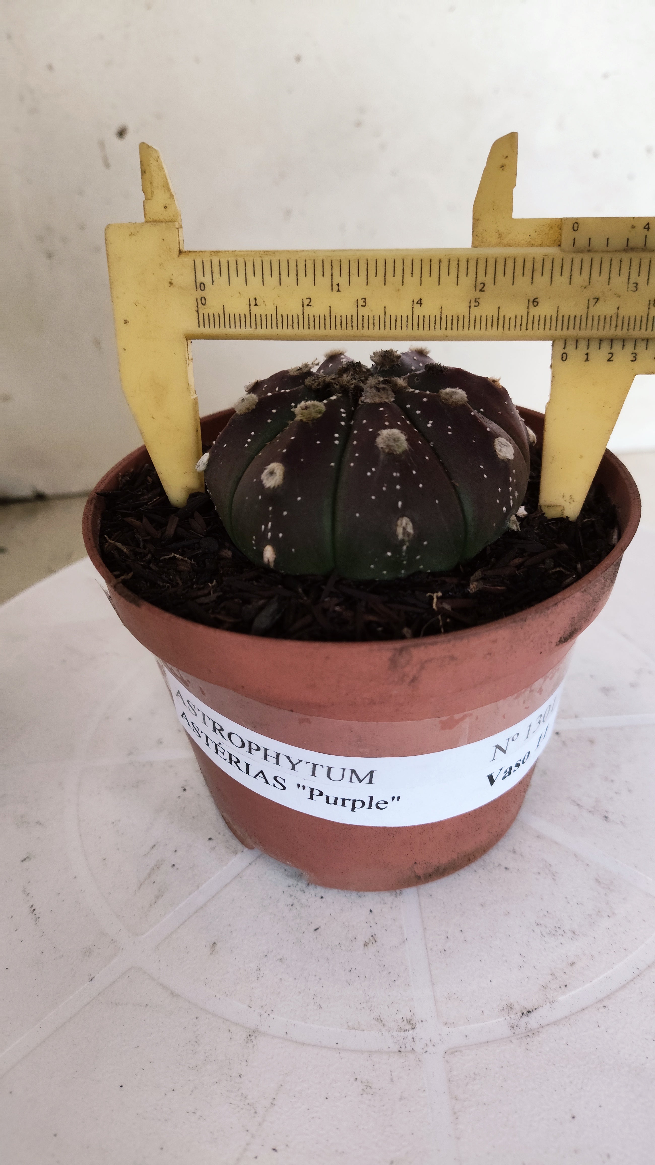 ASTROPHYTUM ASTERIAS “Purple”  Nº 1301 – vaso 11