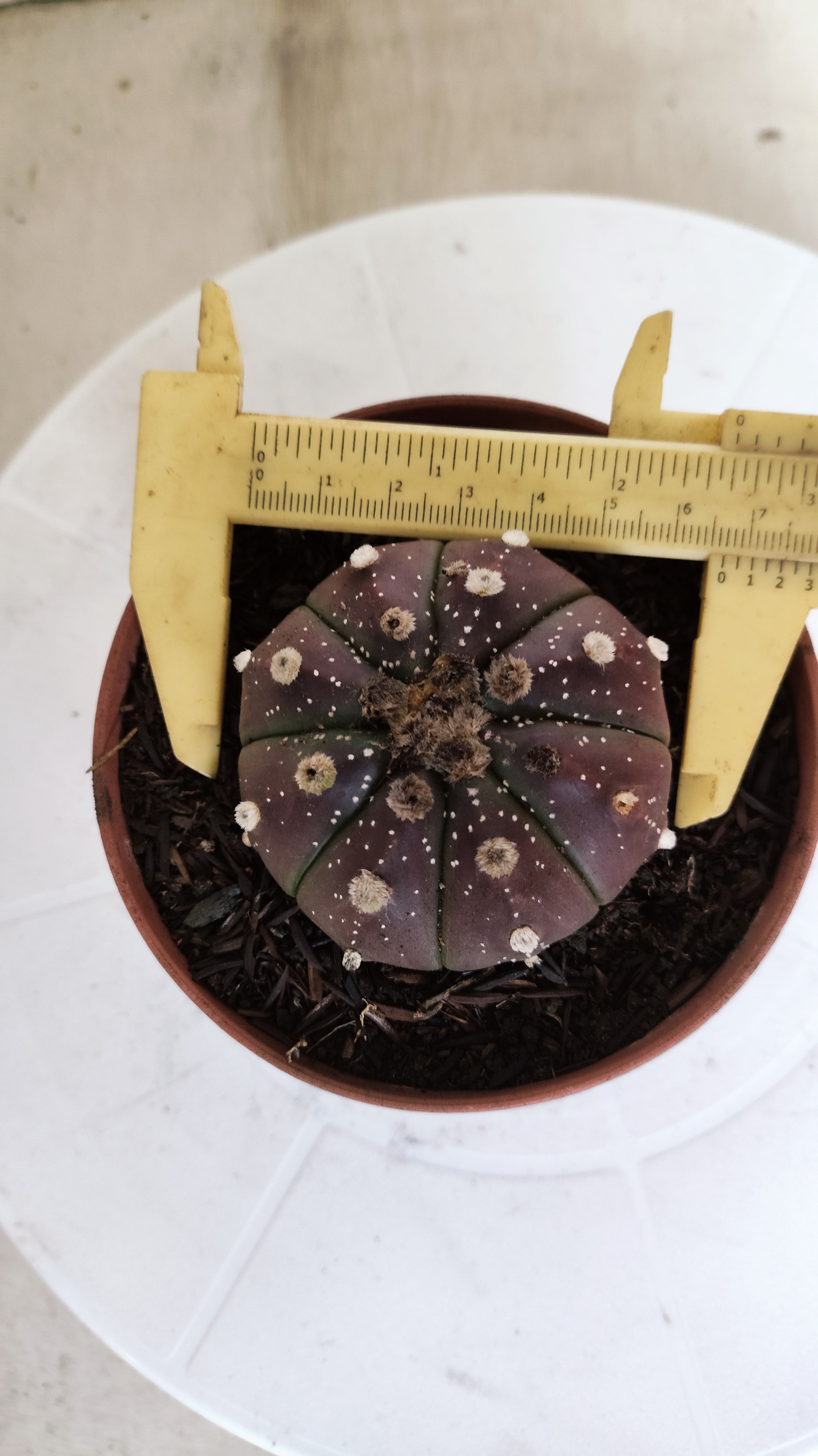 ASTROPHYTUM ASTERIAS “Purple”  Nº 1301 – vaso 11