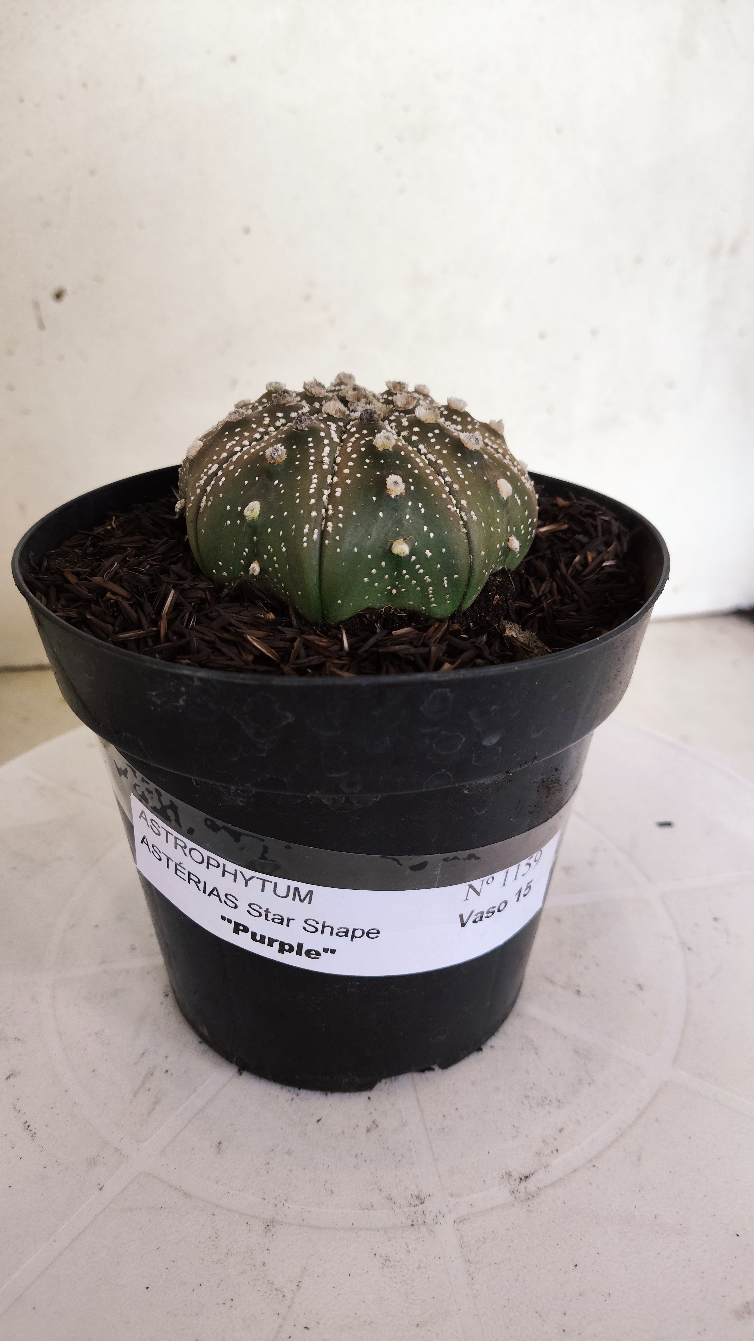 ASTROPHYTUM ASTERIAS STAR SHAPE "PURPLE" Nº 1159 – vaso 15