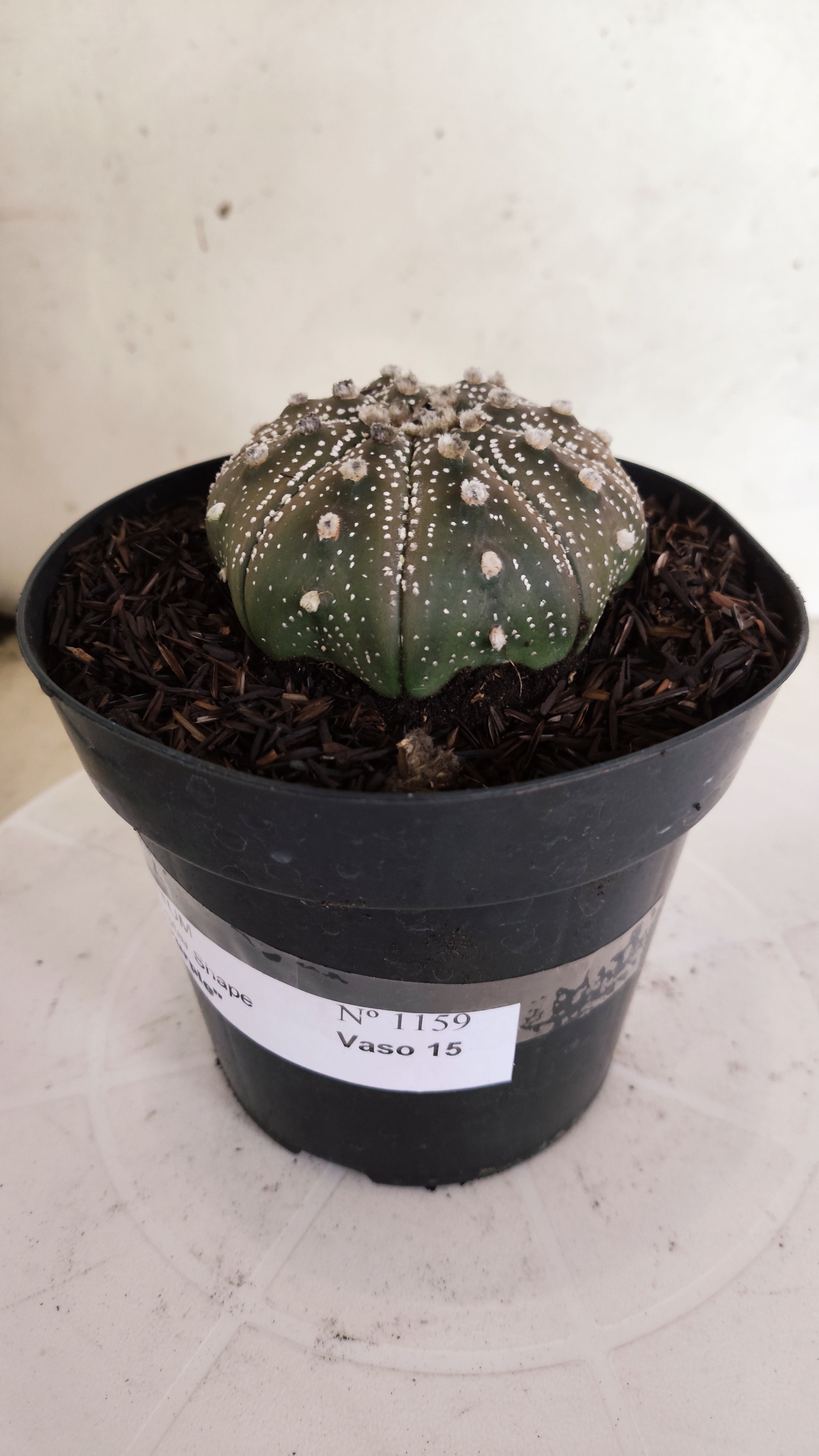 ASTROPHYTUM ASTERIAS STAR SHAPE "PURPLE" Nº 1159 – vaso 15