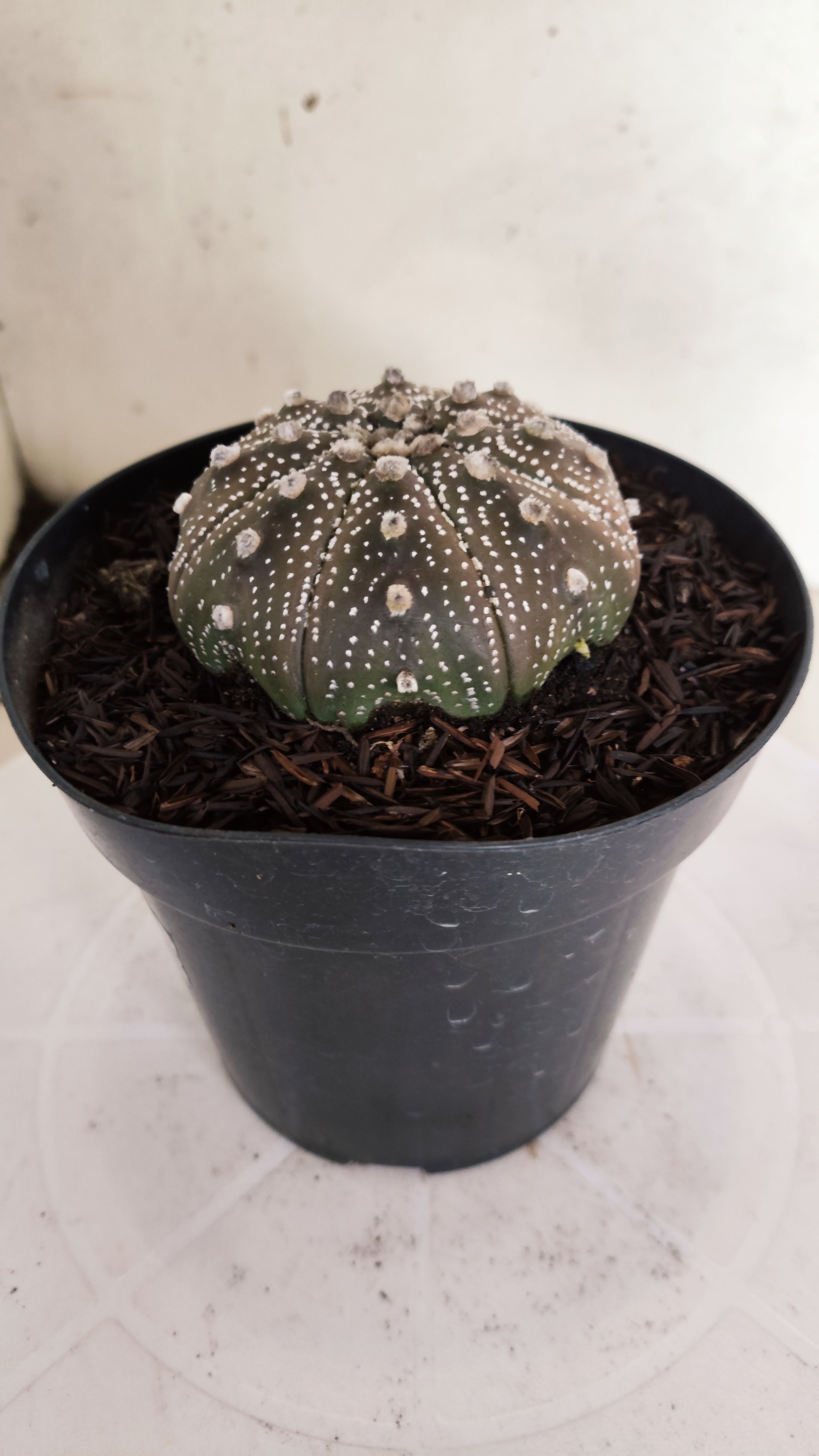 ASTROPHYTUM ASTERIAS STAR SHAPE "PURPLE" Nº 1159 – vaso 15