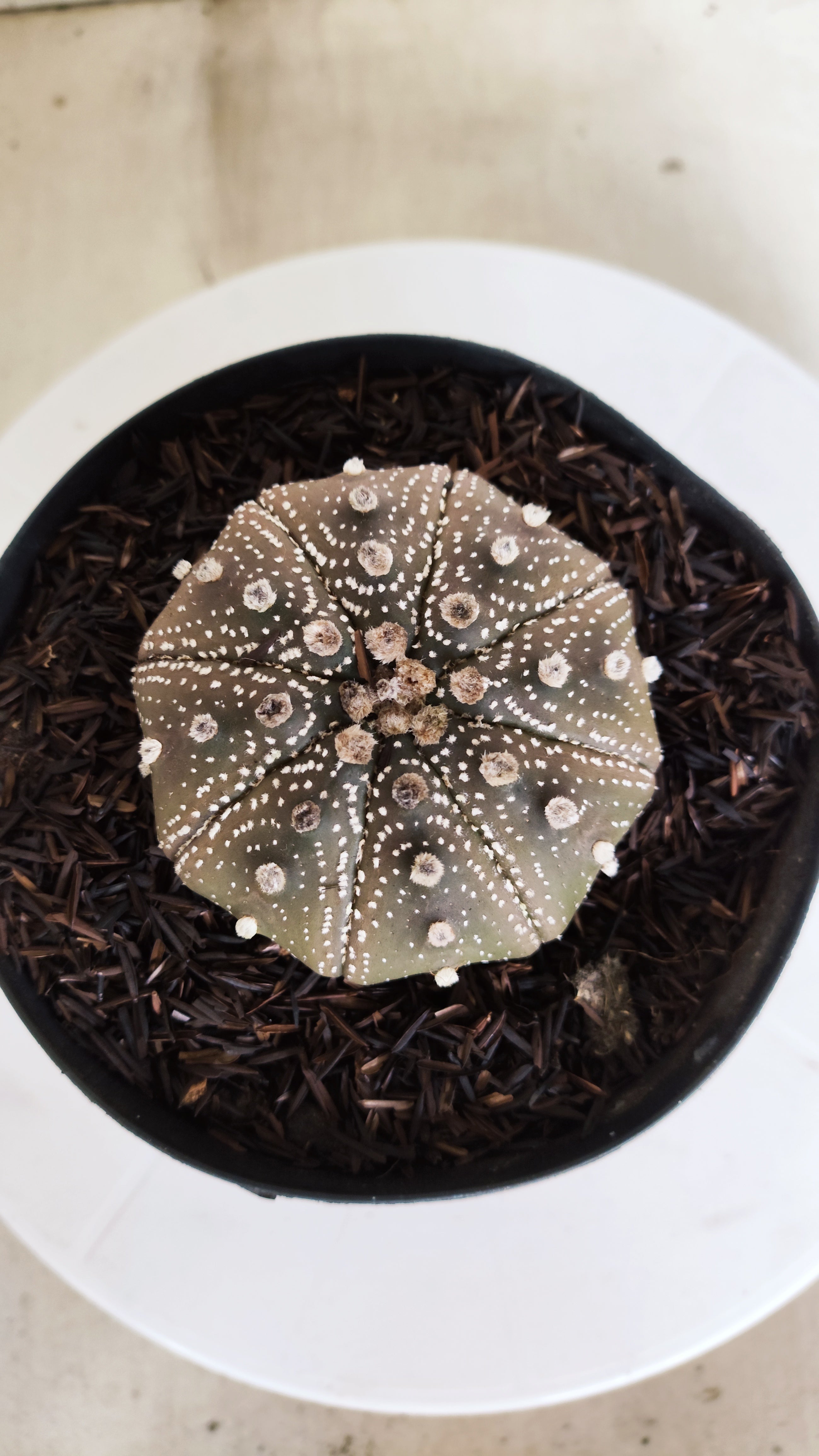 ASTROPHYTUM ASTERIAS STAR SHAPE "PURPLE" Nº 1159 – vaso 15