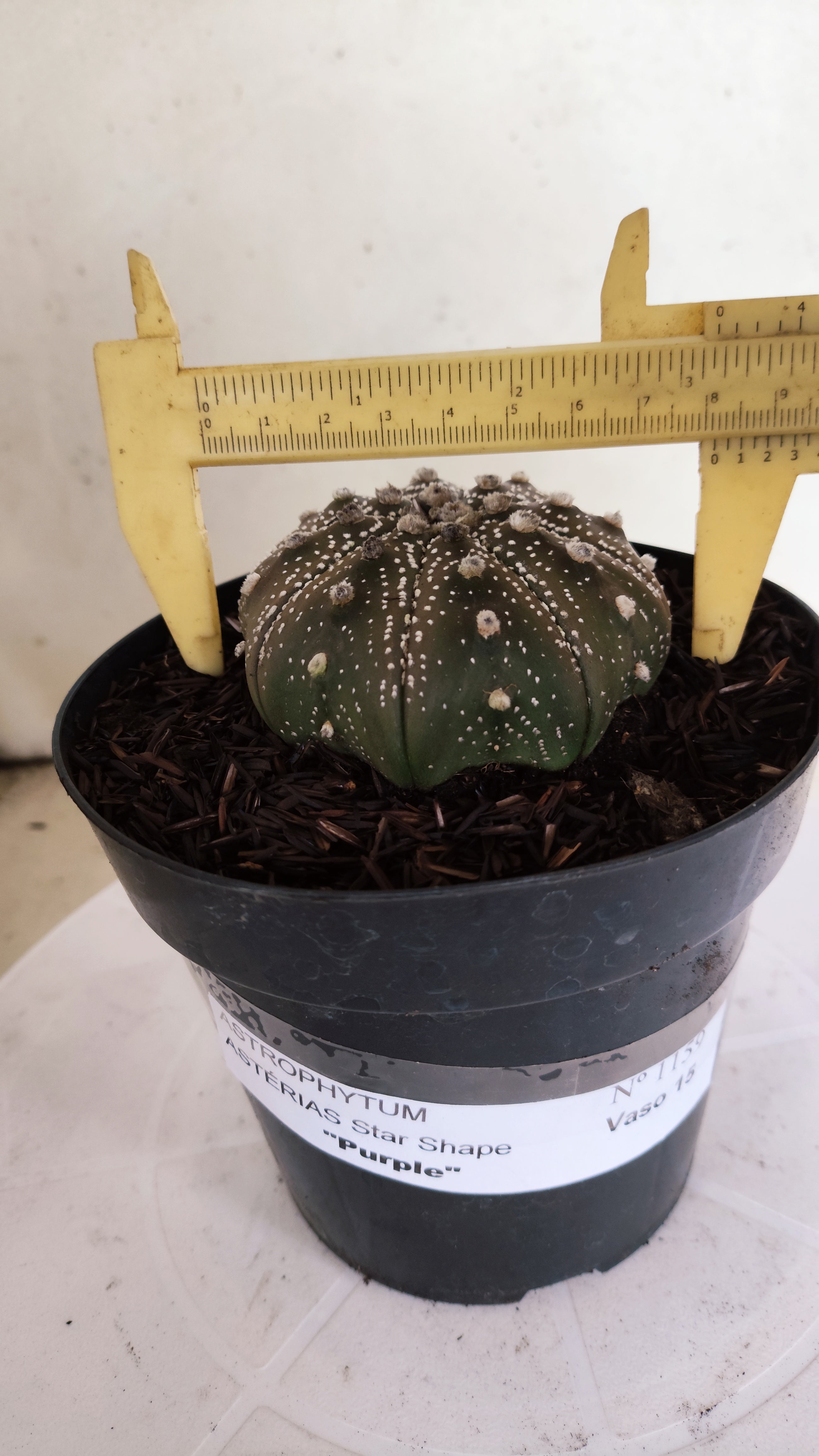 ASTROPHYTUM ASTERIAS STAR SHAPE "PURPLE" Nº 1159 – vaso 15