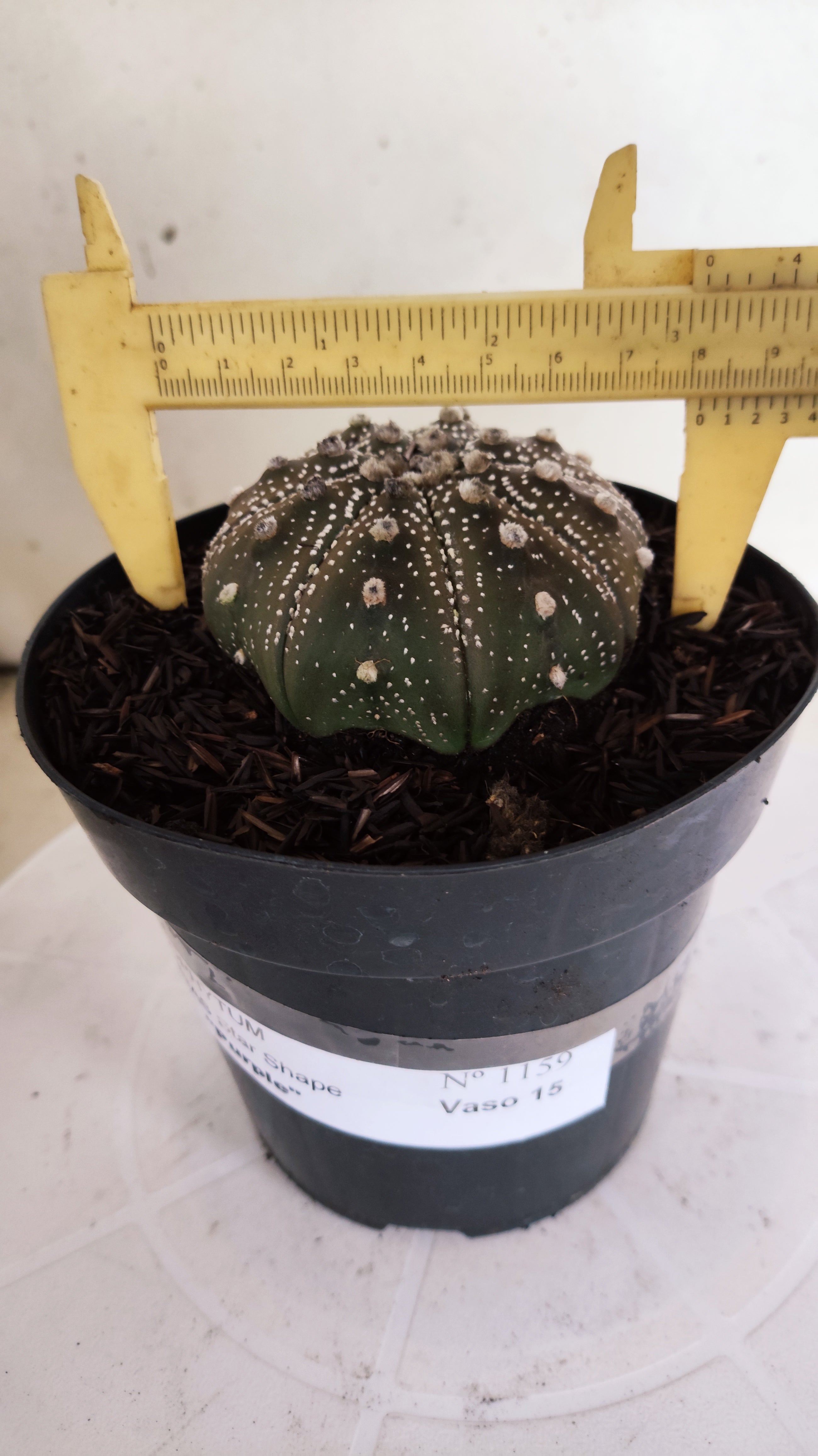 ASTROPHYTUM ASTERIAS STAR SHAPE "PURPLE" Nº 1159 – vaso 15