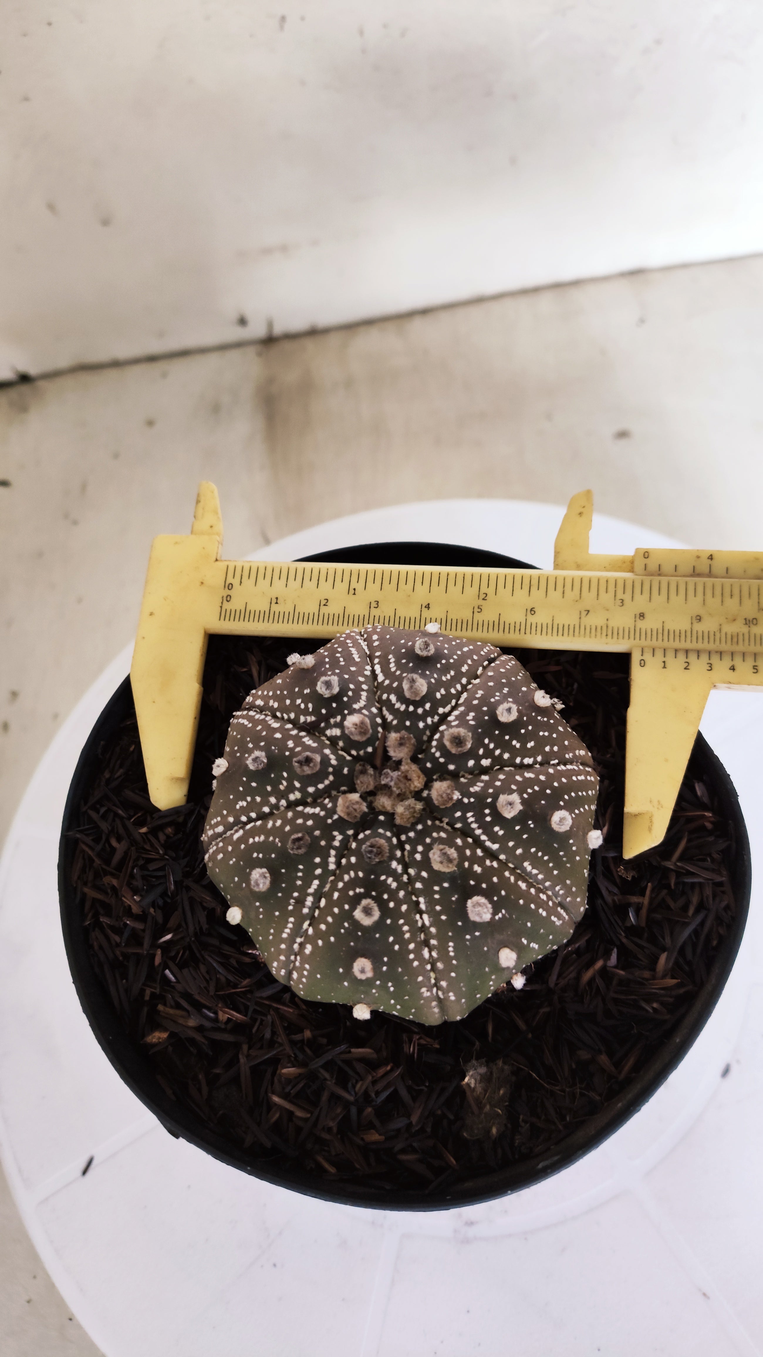 ASTROPHYTUM ASTERIAS STAR SHAPE "PURPLE" Nº 1159 – vaso 15