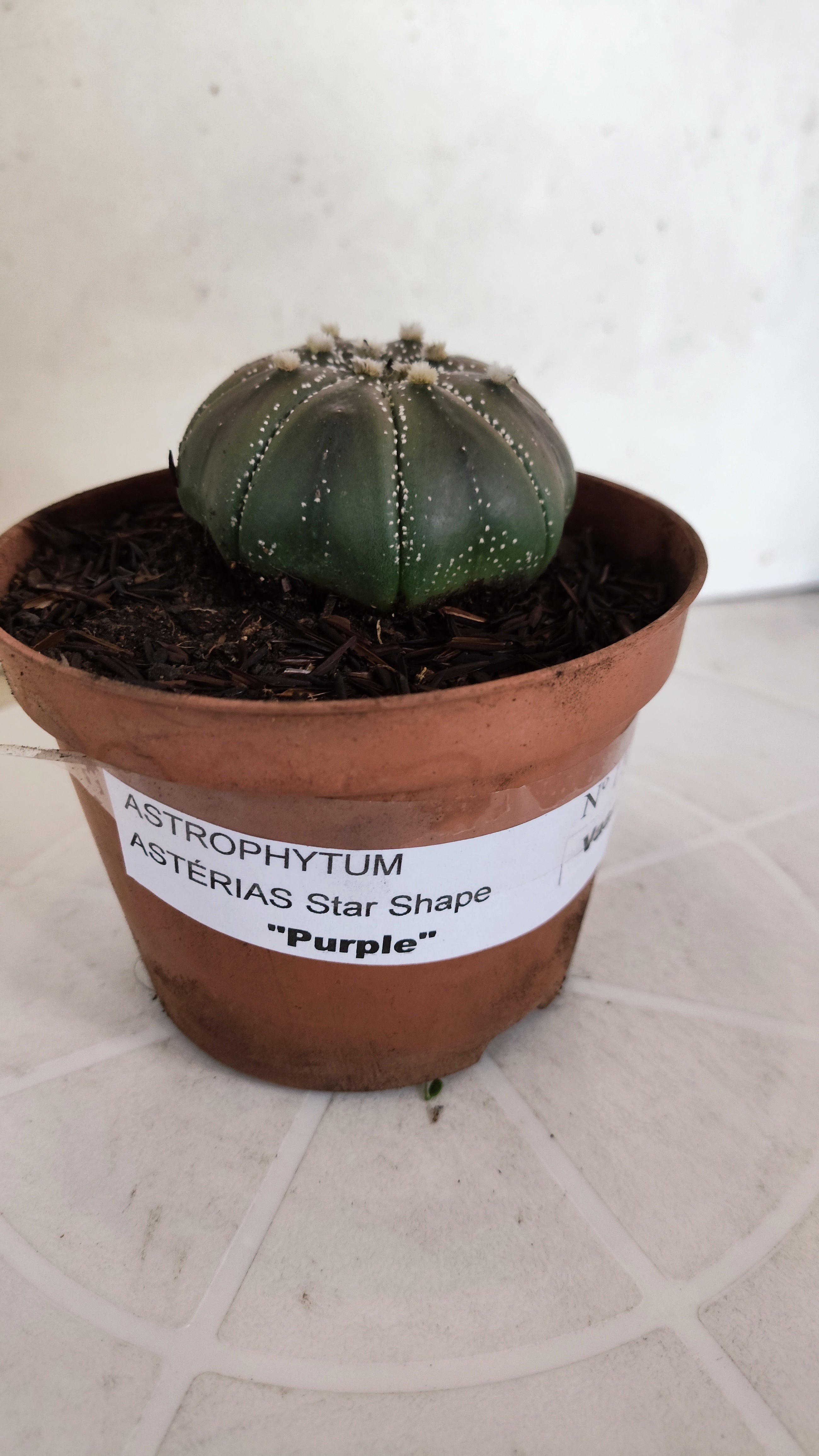 ASTROPHYTUM ASTERIAS STAR SHAPE "PURPLE" Nº 1161 – vaso 11