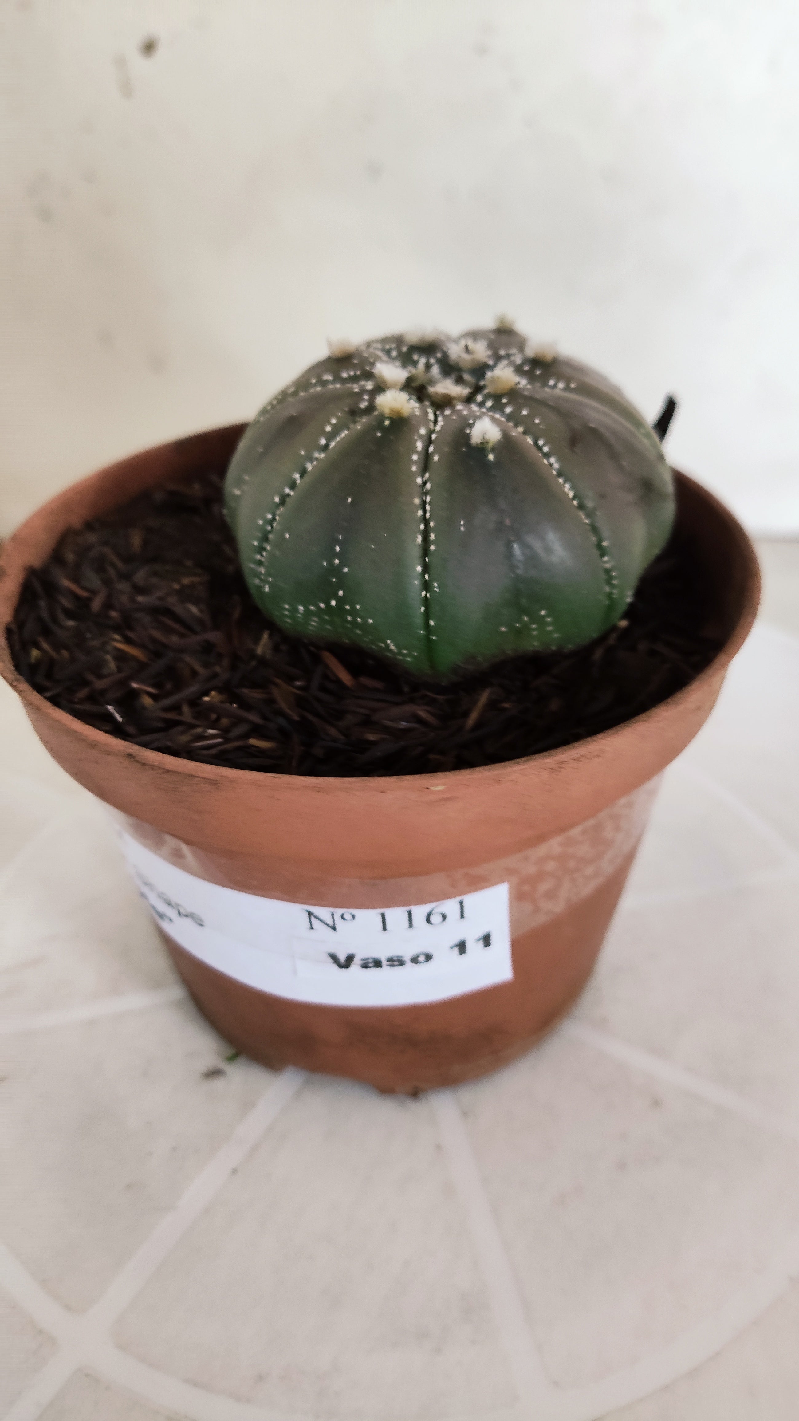 ASTROPHYTUM ASTERIAS STAR SHAPE "PURPLE" Nº 1161 – vaso 11