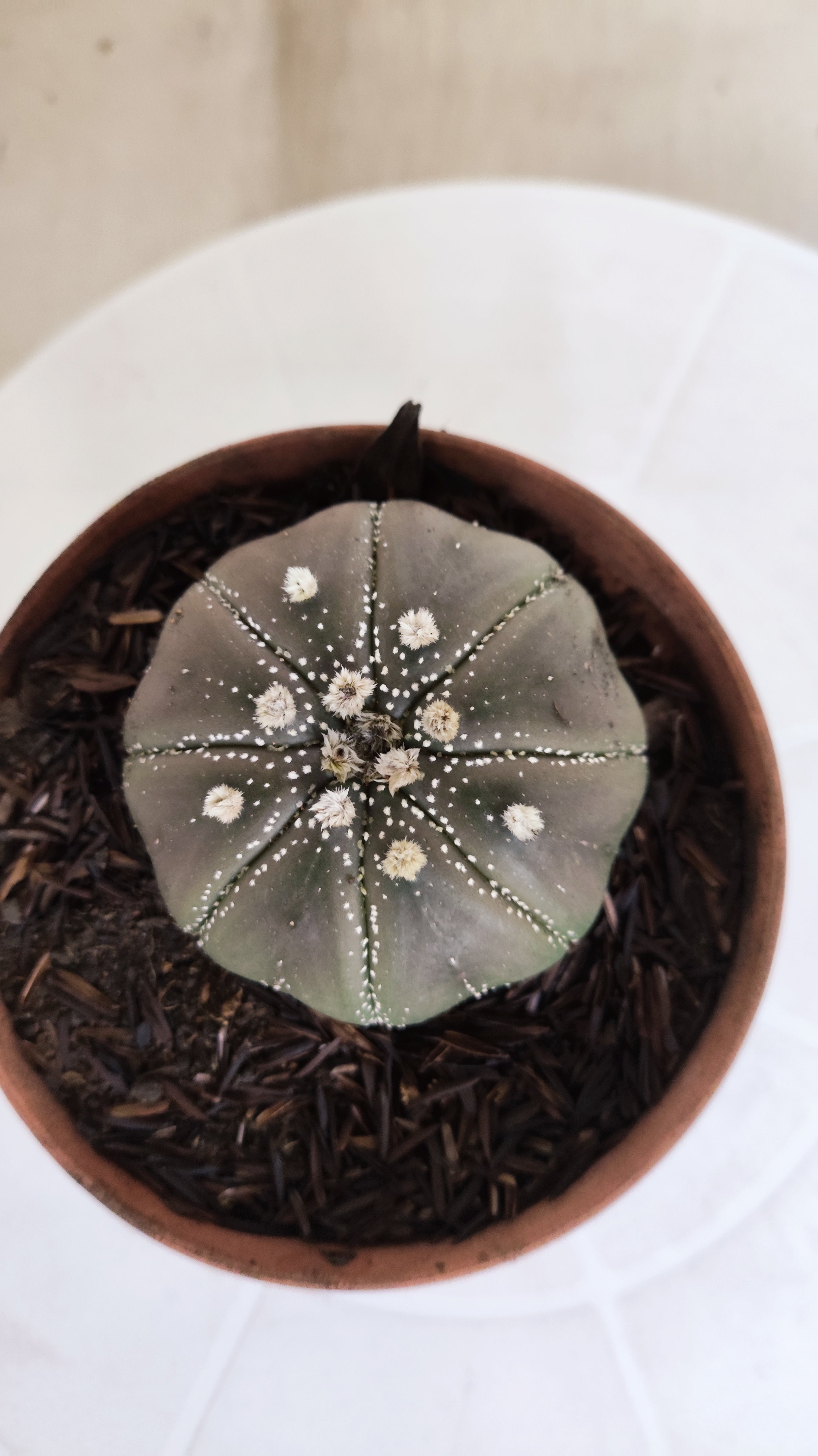 ASTROPHYTUM ASTERIAS STAR SHAPE "PURPLE" Nº 1161 – vaso 11