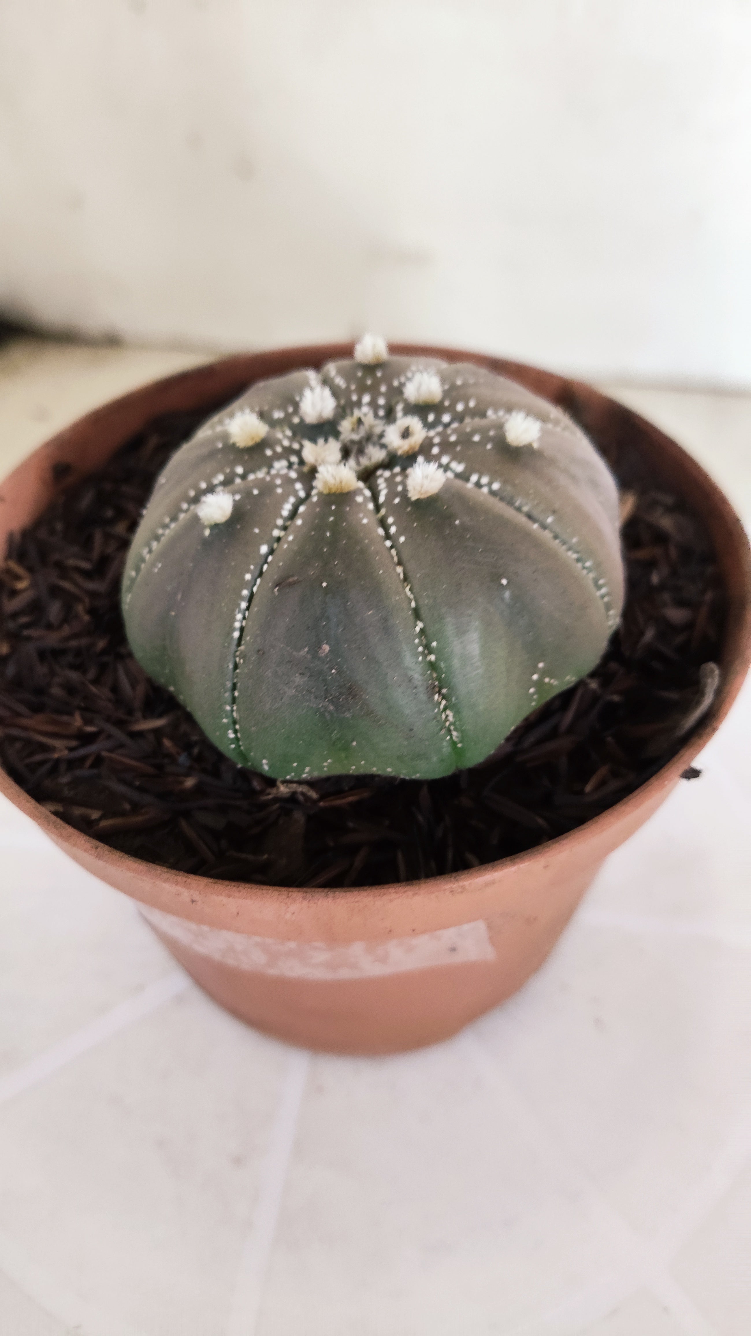 ASTROPHYTUM ASTERIAS STAR SHAPE "PURPLE" Nº 1161 – vaso 11