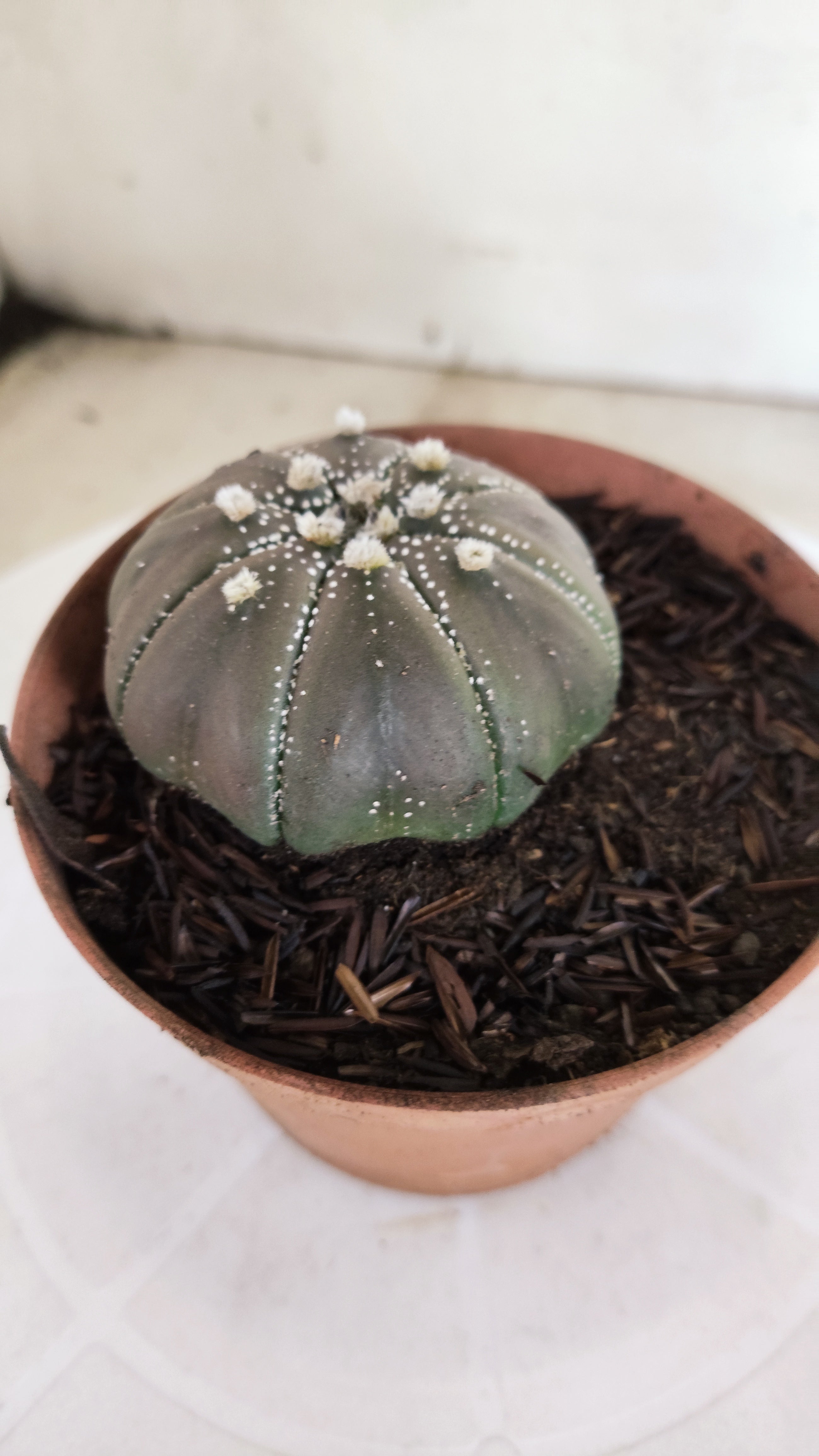 ASTROPHYTUM ASTERIAS STAR SHAPE "PURPLE" Nº 1161 – vaso 11